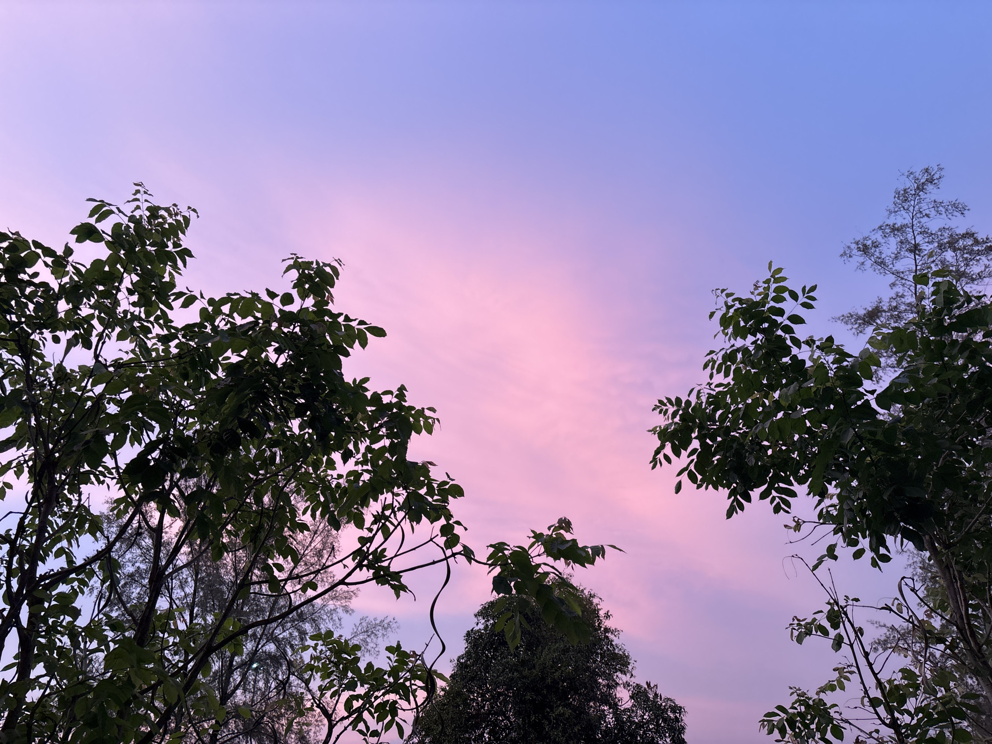 Golden sky photographed through trees in Choeng Thale, Thailand