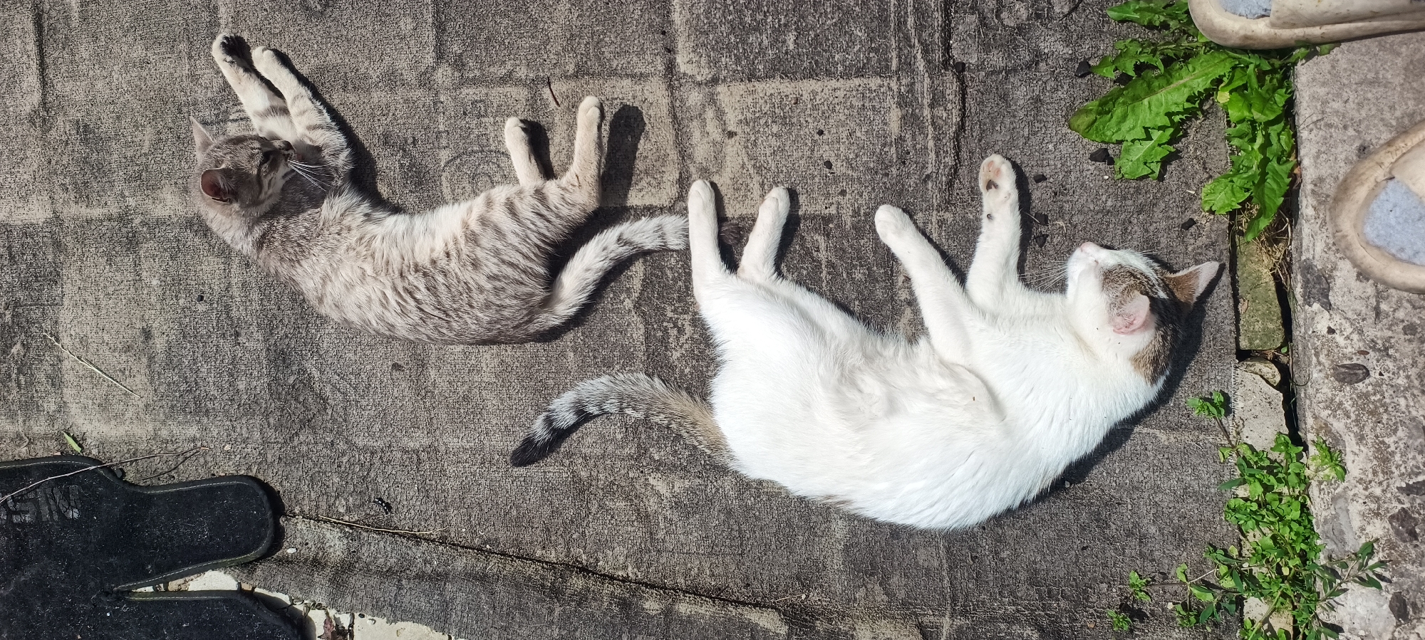 Cats napping everywhere, plus one potato garden