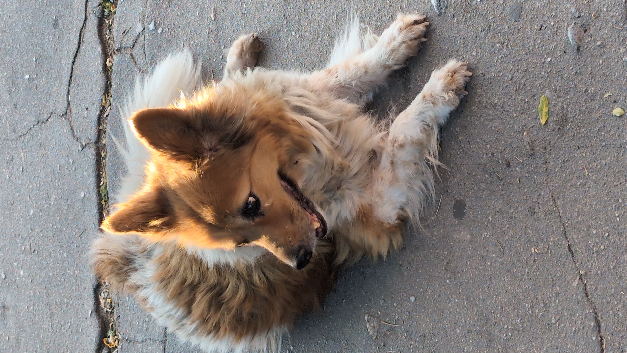 Cat and dog share a lazy moment on Mykolaiv pavement