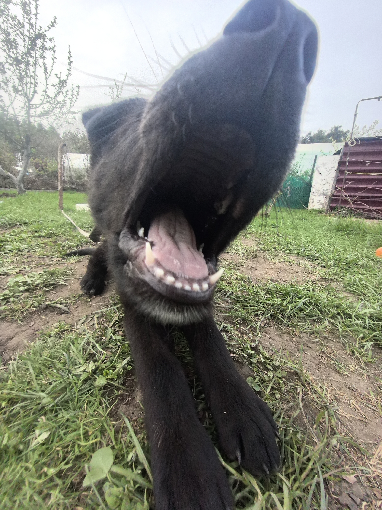 Casual afternoon moments with dog, outdoor relaxation in Noviy