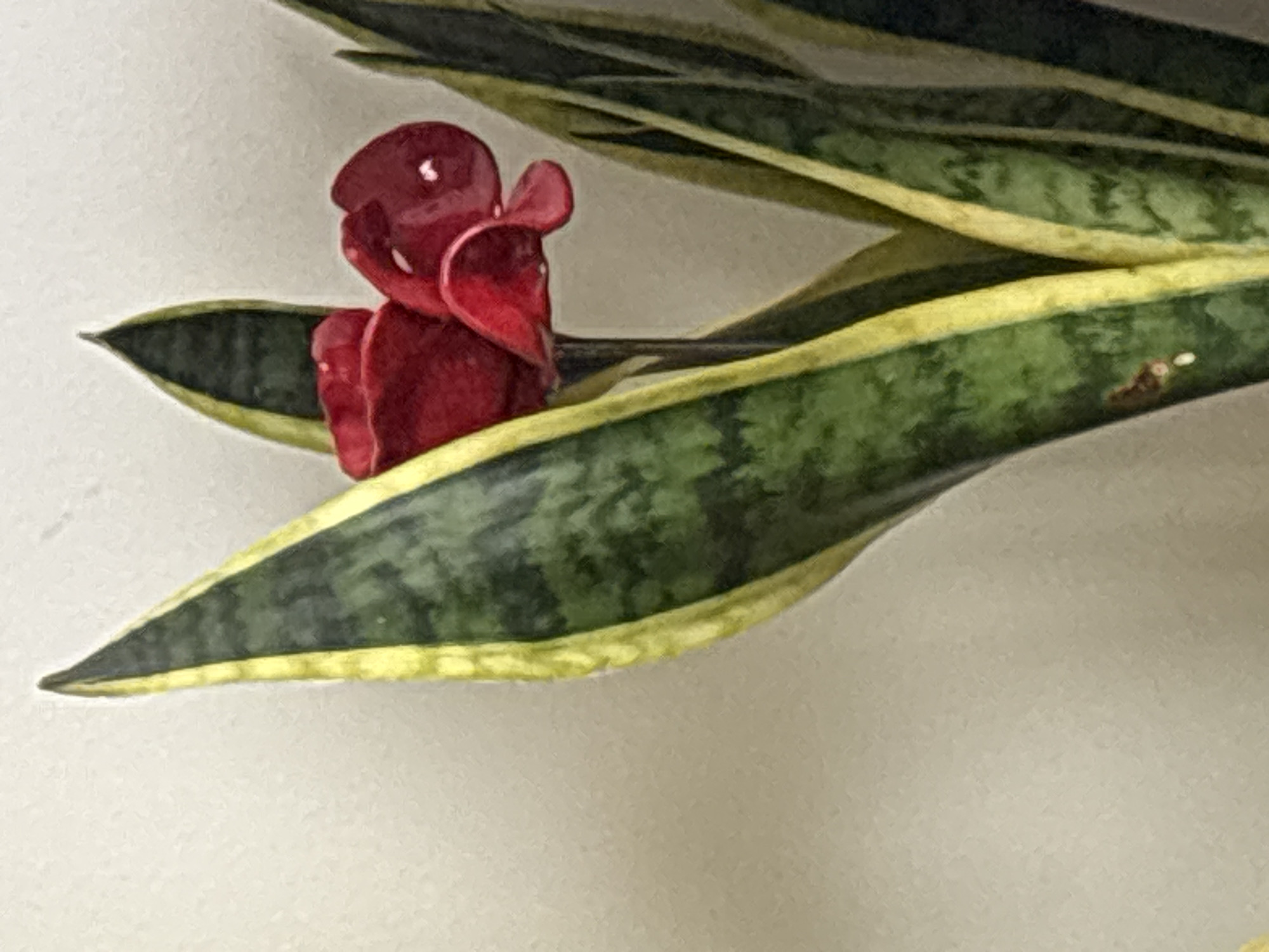 London residents document home plant display and healthy meal