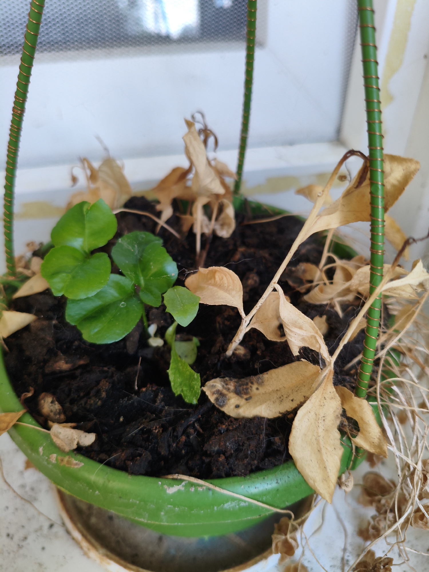 Balcony plants and craft materials in Dessau