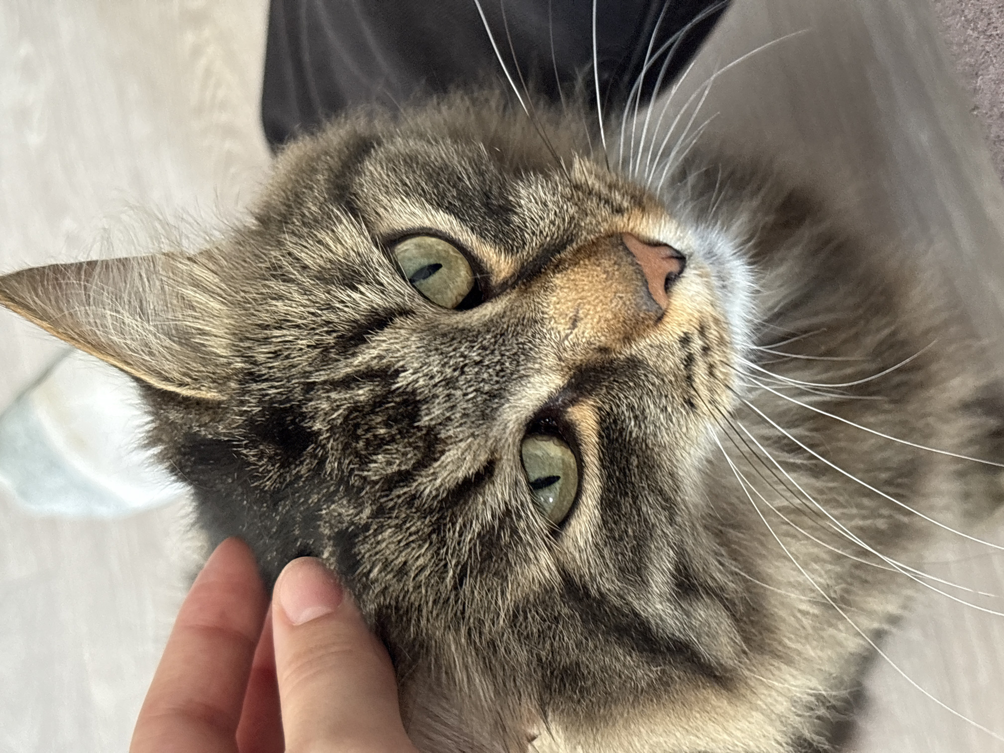 Tabby cat enjoys a calm head scratch in Kumyony