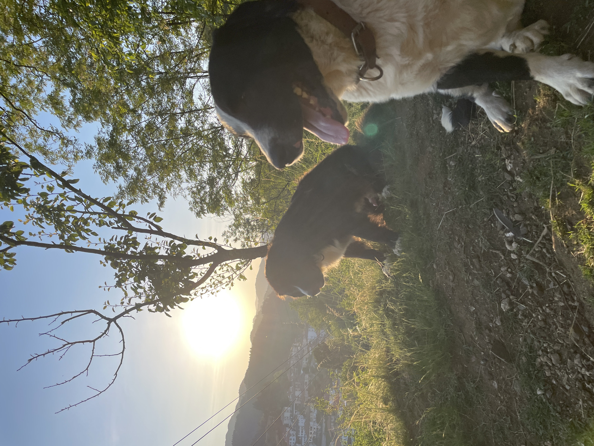 Dogs play on hillside overlooking Bulgarian valley during sunset