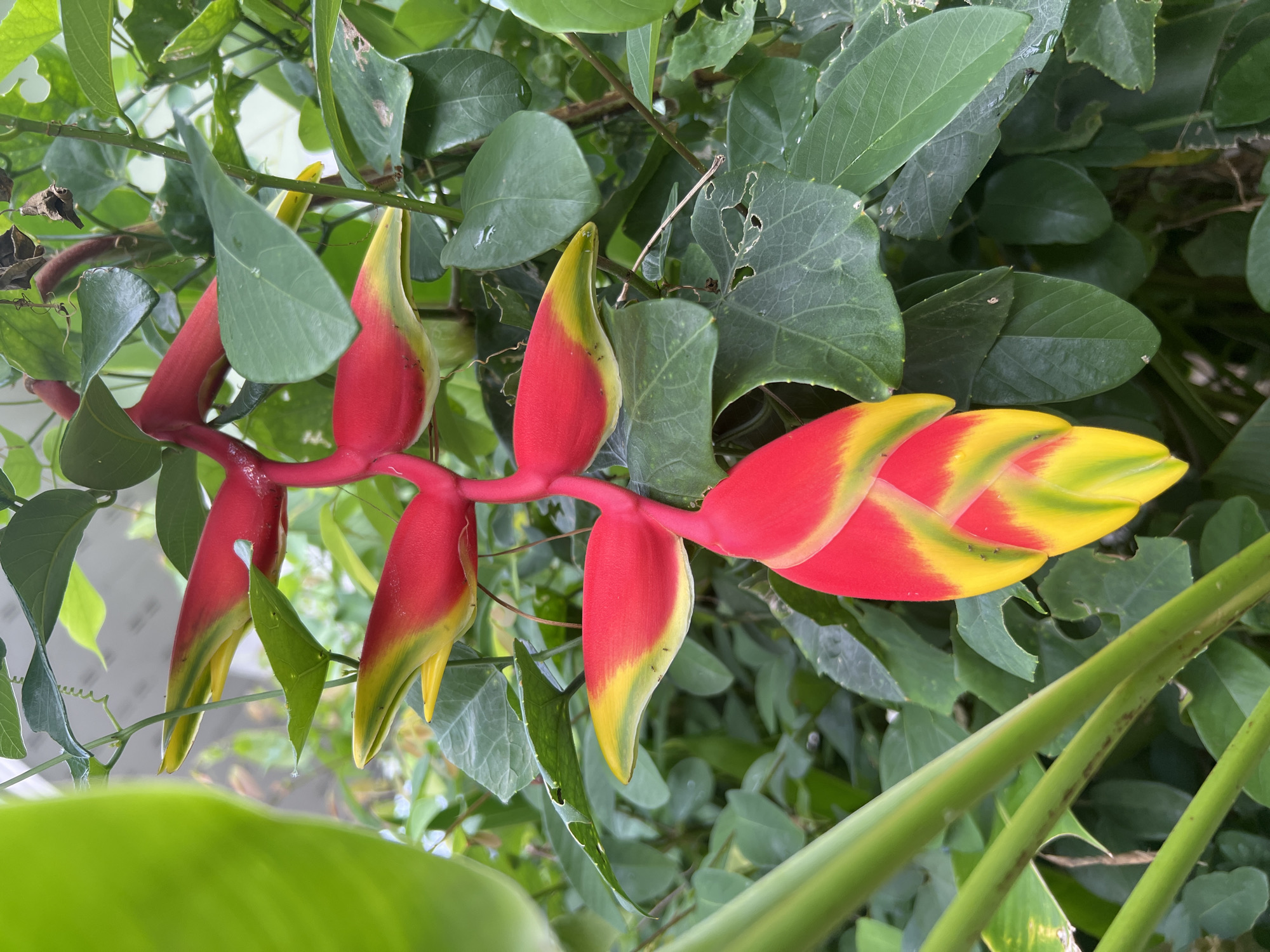 Choeng Thale streets and tropical flora, a quiet morning