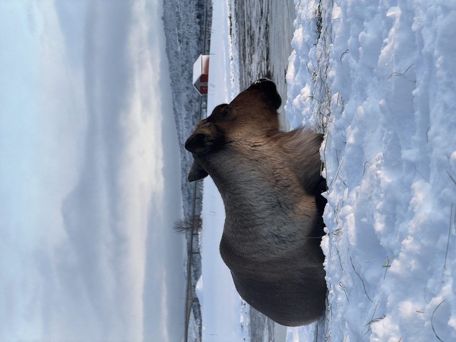 Reindeer rests on snowy shoreline near Tromsø, Norway