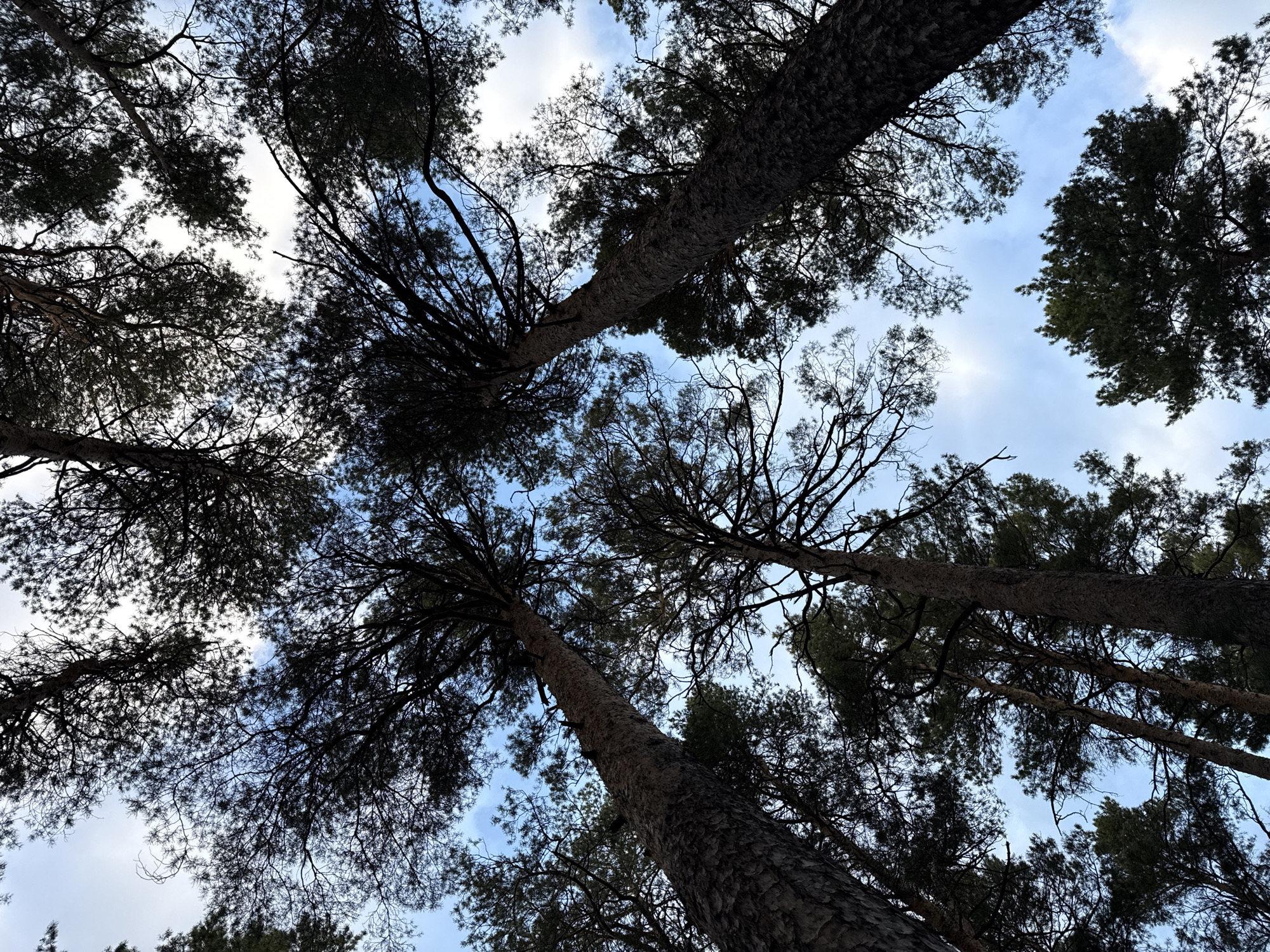 Forest canopy photographed at Russian resort