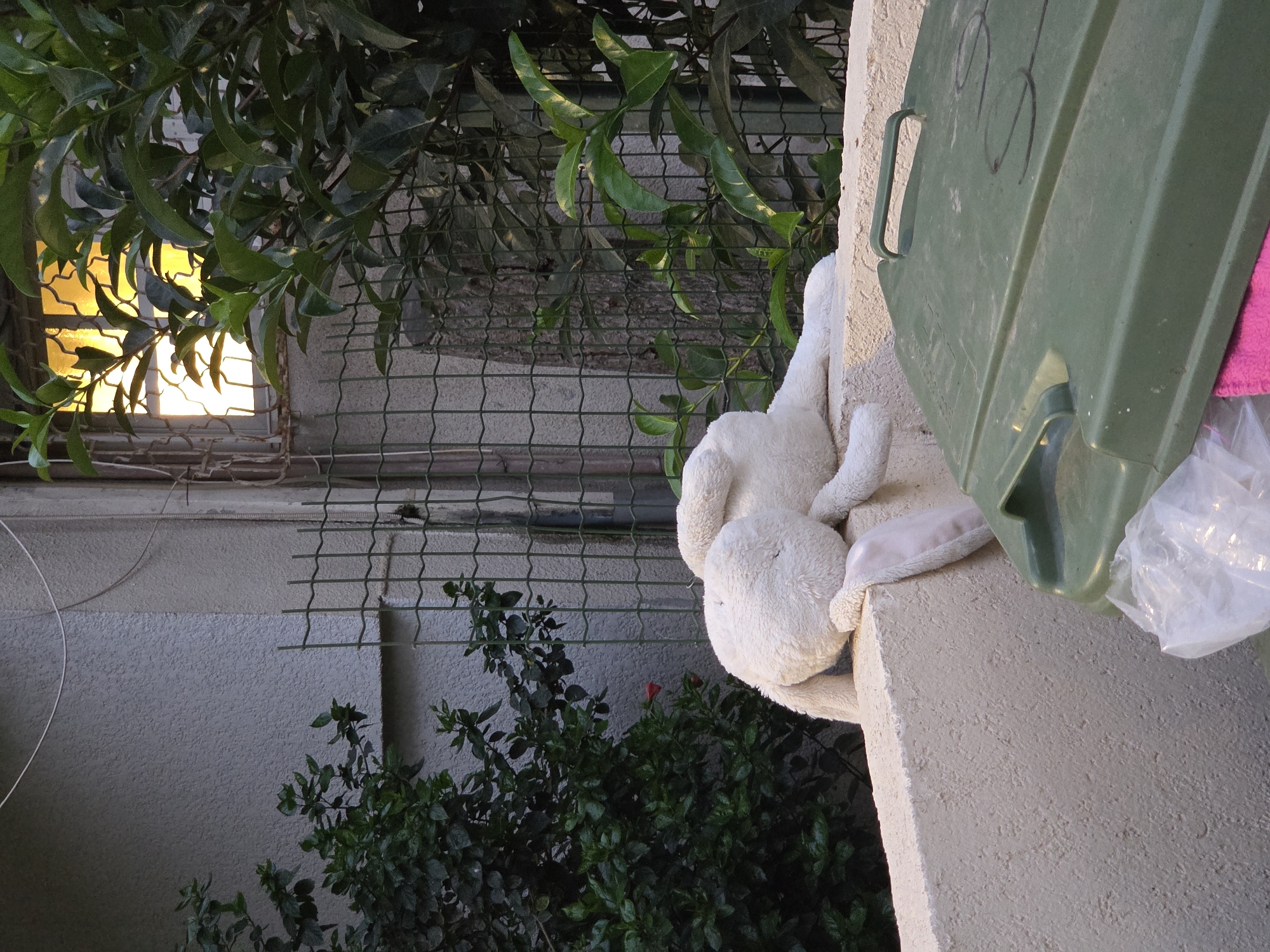 Cats and a lost toy on Tel Aviv streets