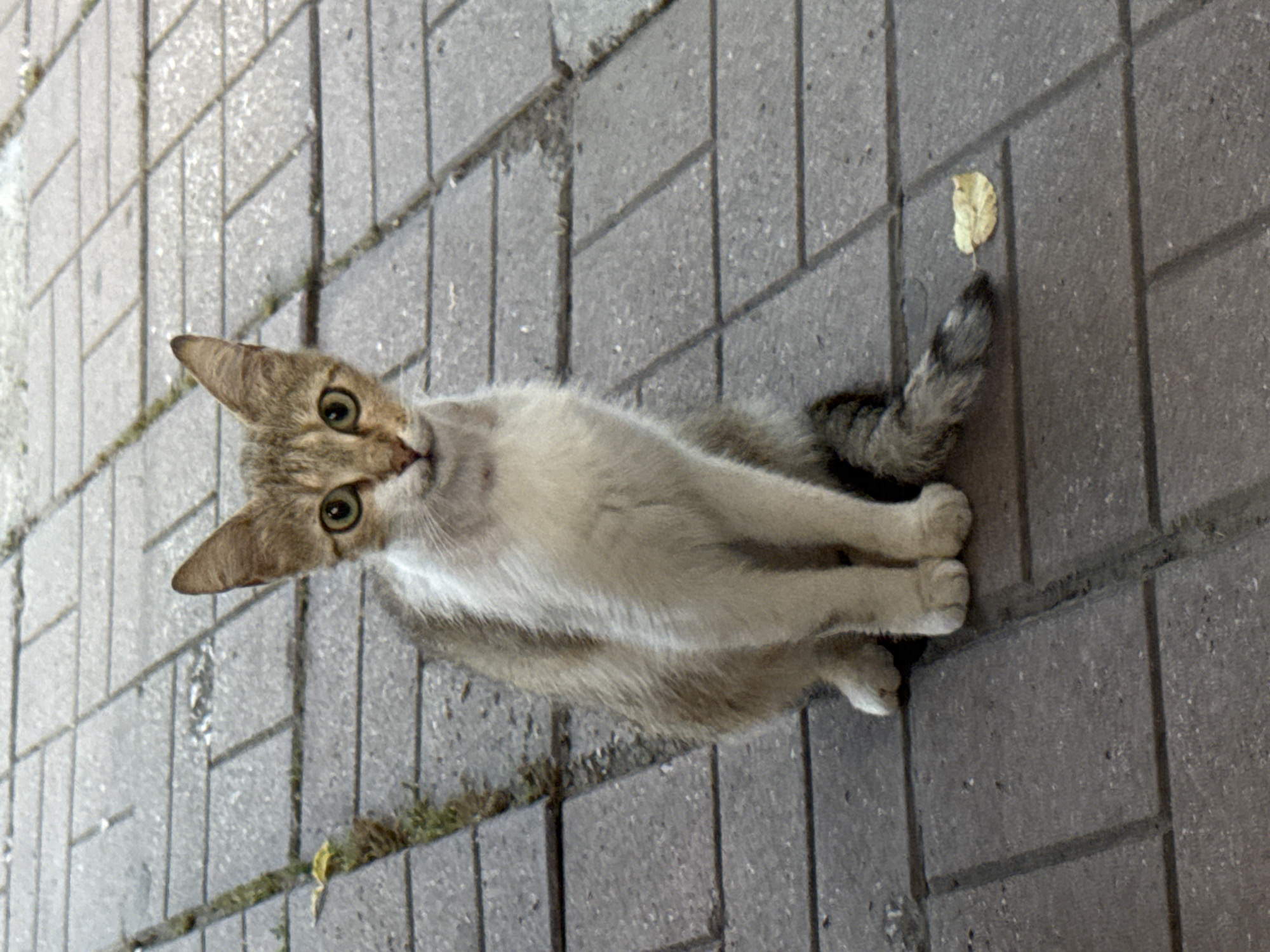 Evening scenes from Plovdiv: cats, dining, parks, football