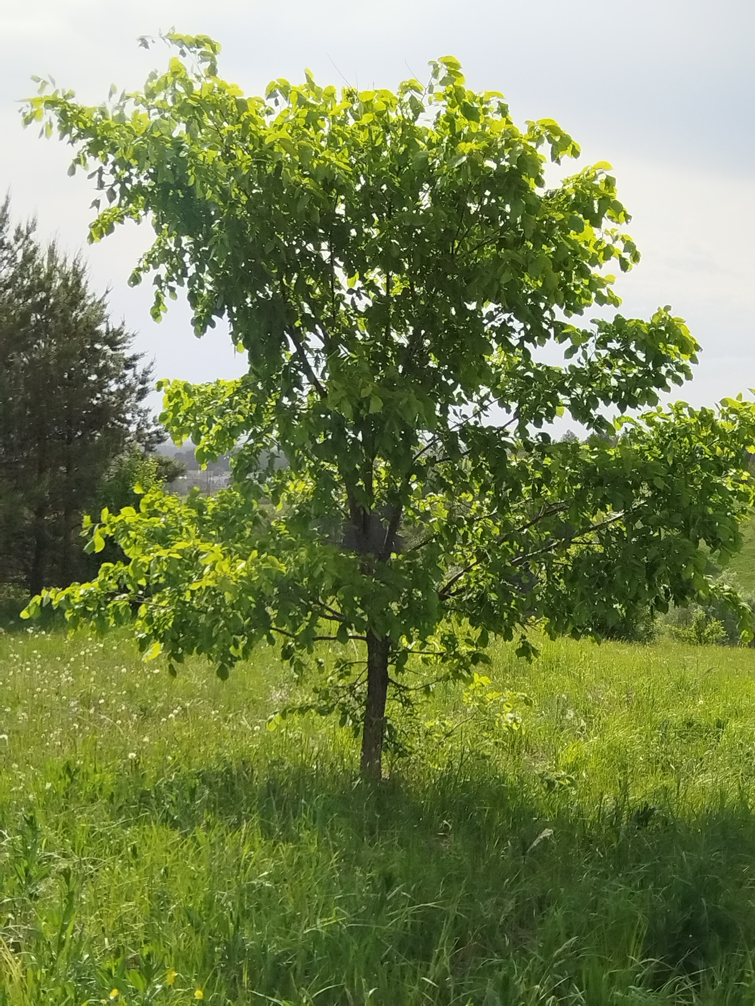 Rural farmland scenes documented in Чумна, Russia