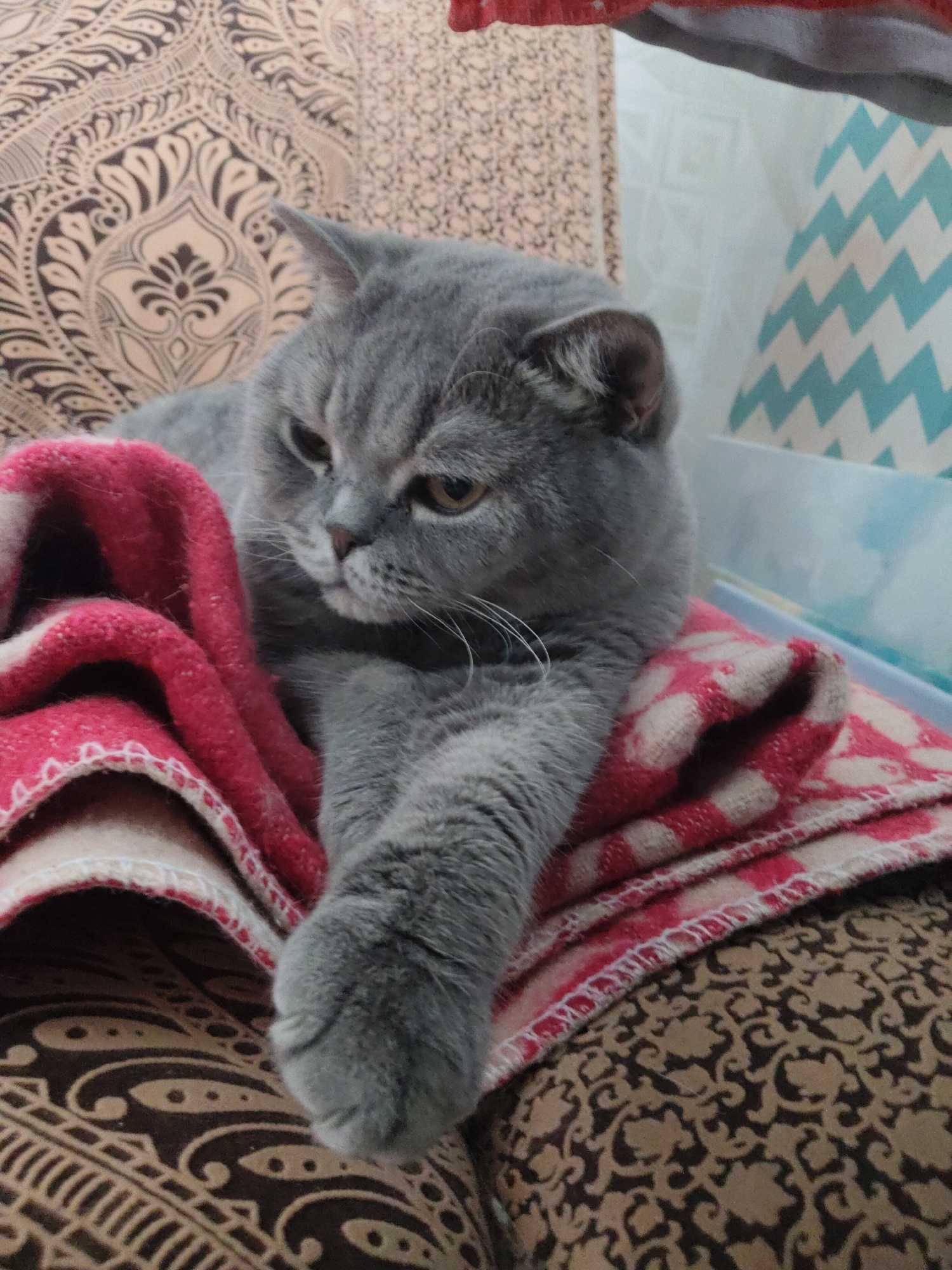 Morning routine with grey cat documented in Perm apartment