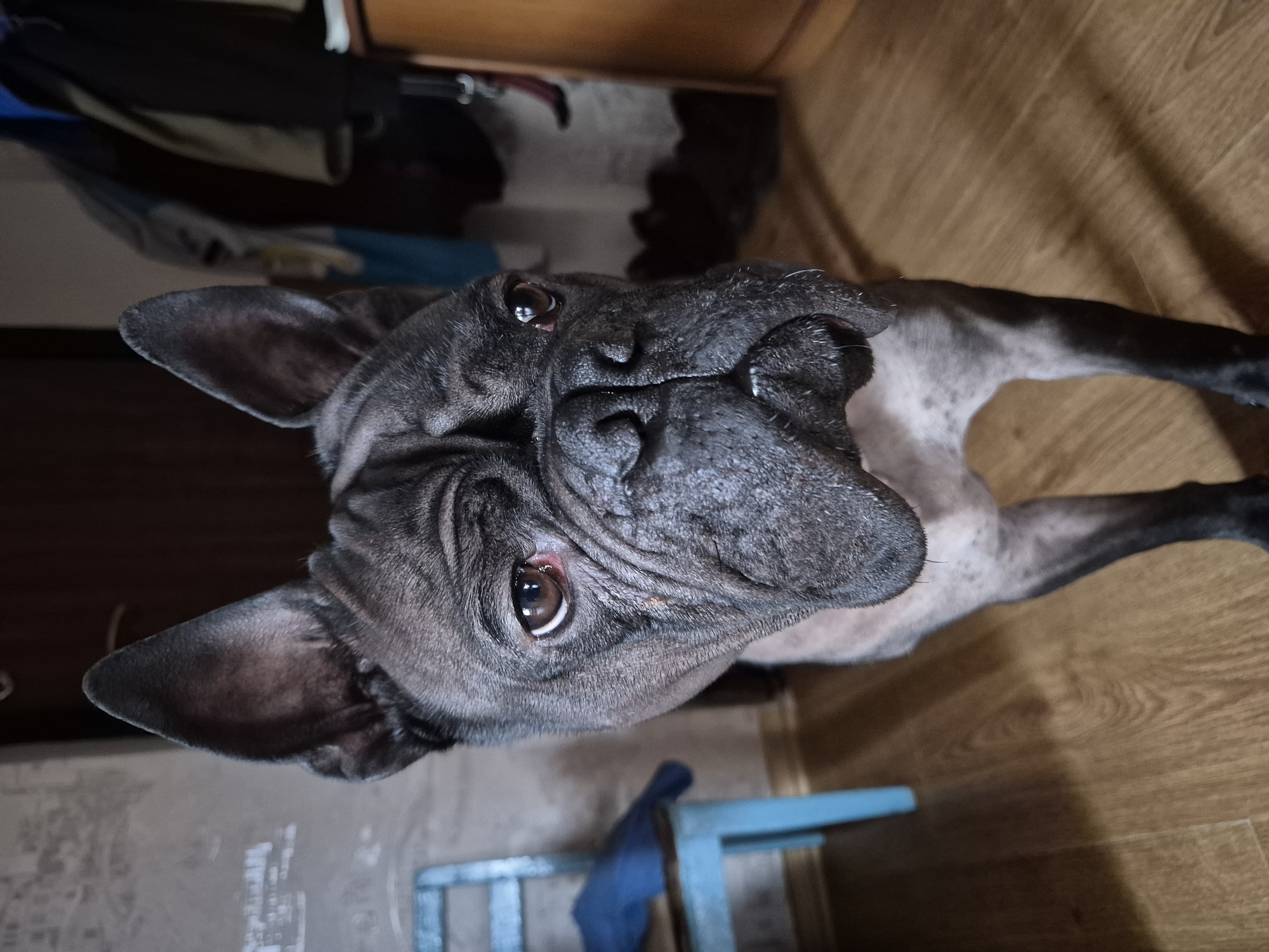 French Bulldogs photographed relaxing indoors in Stavropol home