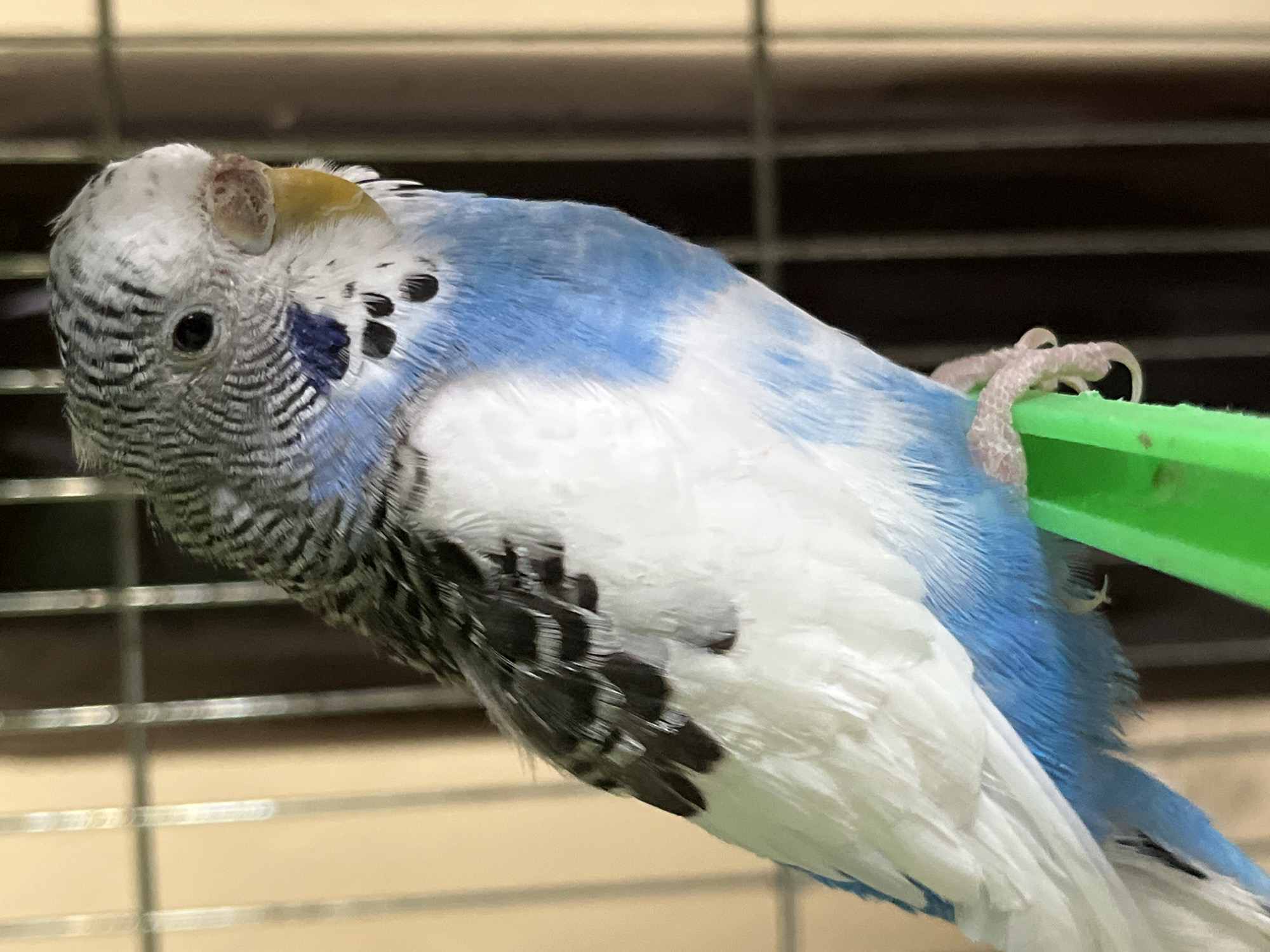 Pet budgerigars and dog observed in Shumen, Bulgaria