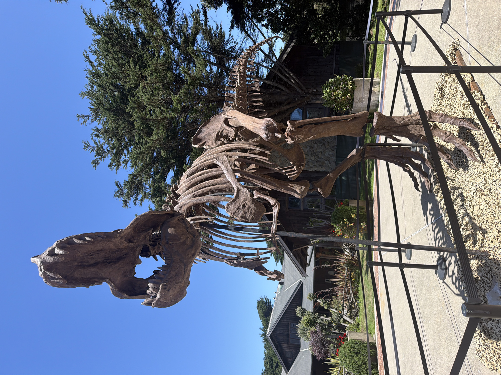 T. rex replica and a quick phone check in San Francisco