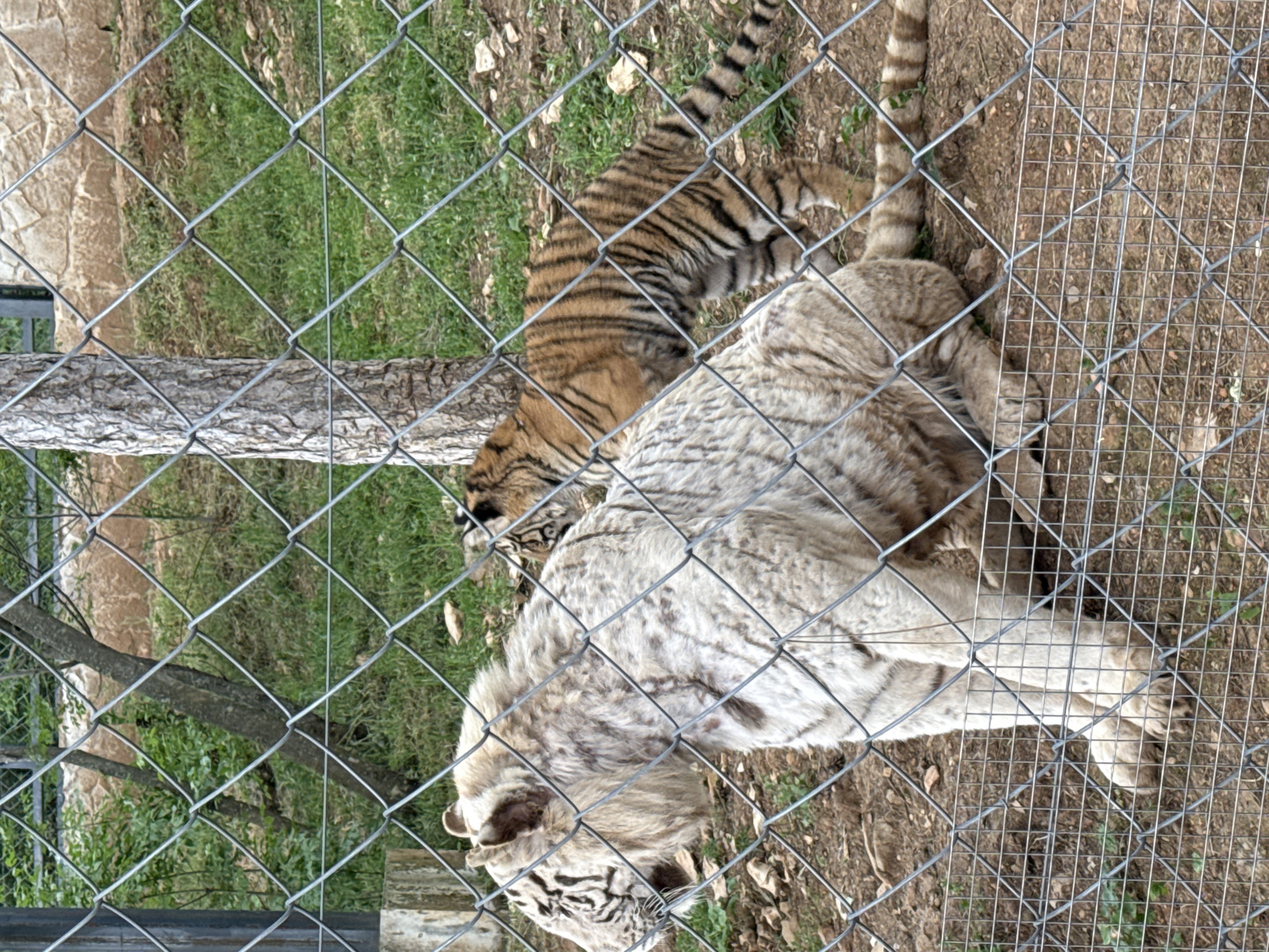 Zoo animals observed during morning visit in Stara Zagora