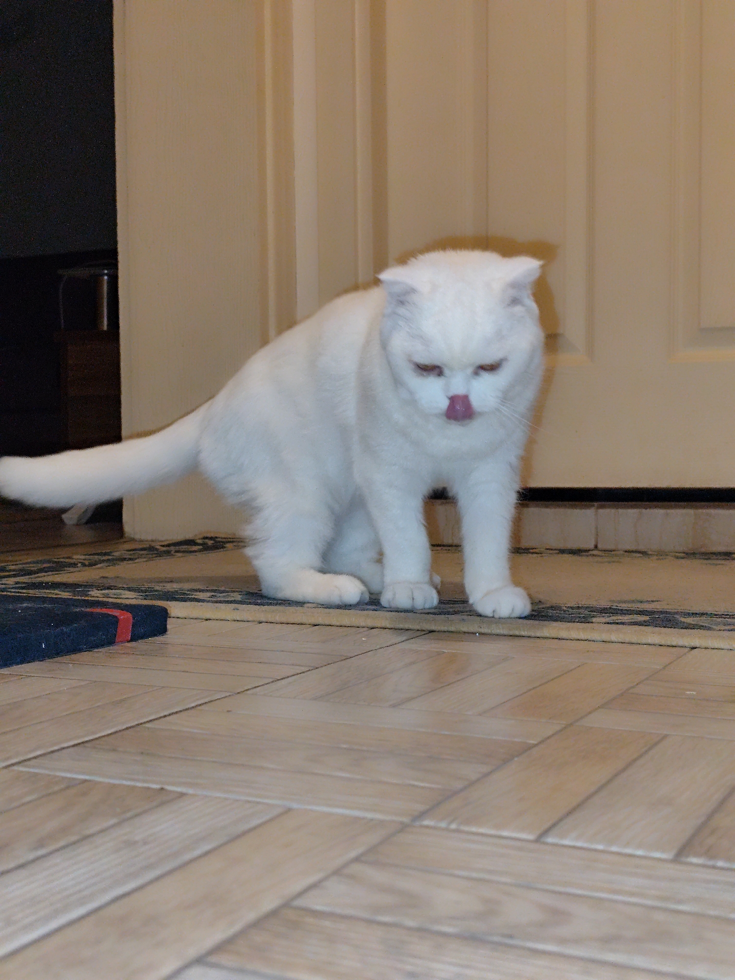White cat's mealtime and play routine documented in Istanbul home