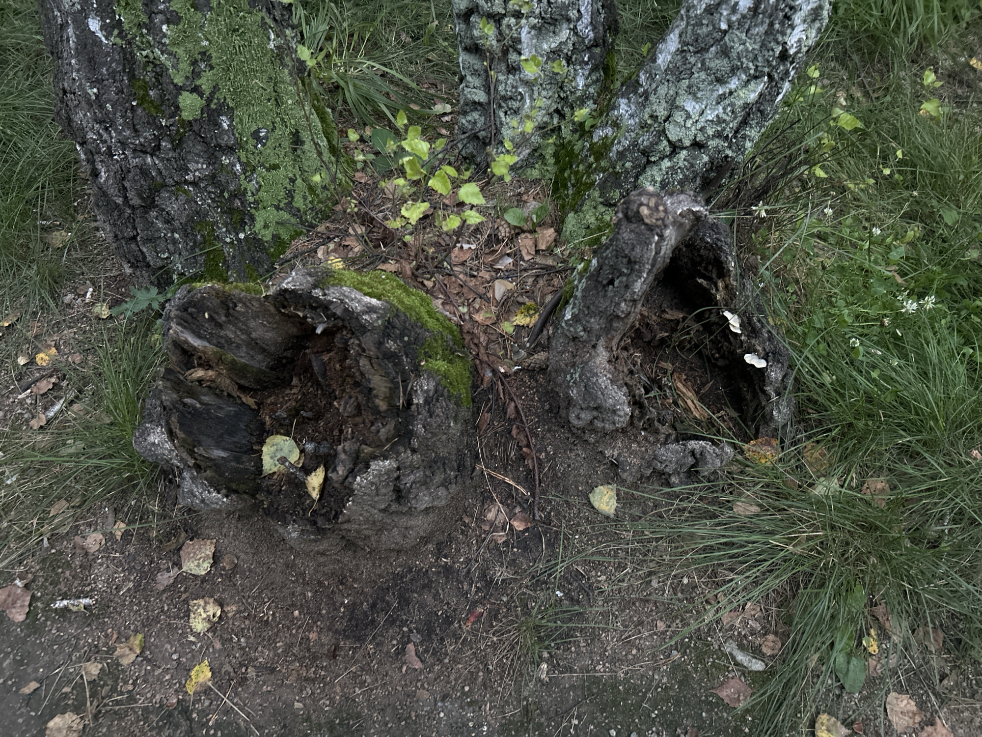Afternoon stroll through a birch forest park with urban edges