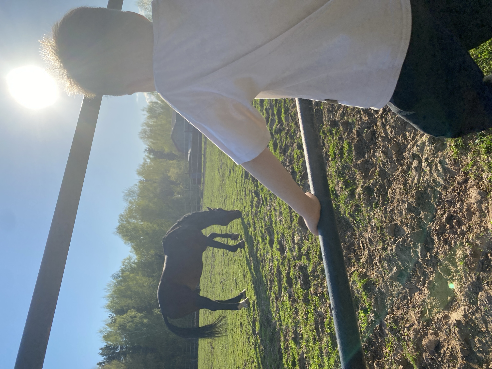 Horses graze in sunny pasture near Chaikovsky, Russia