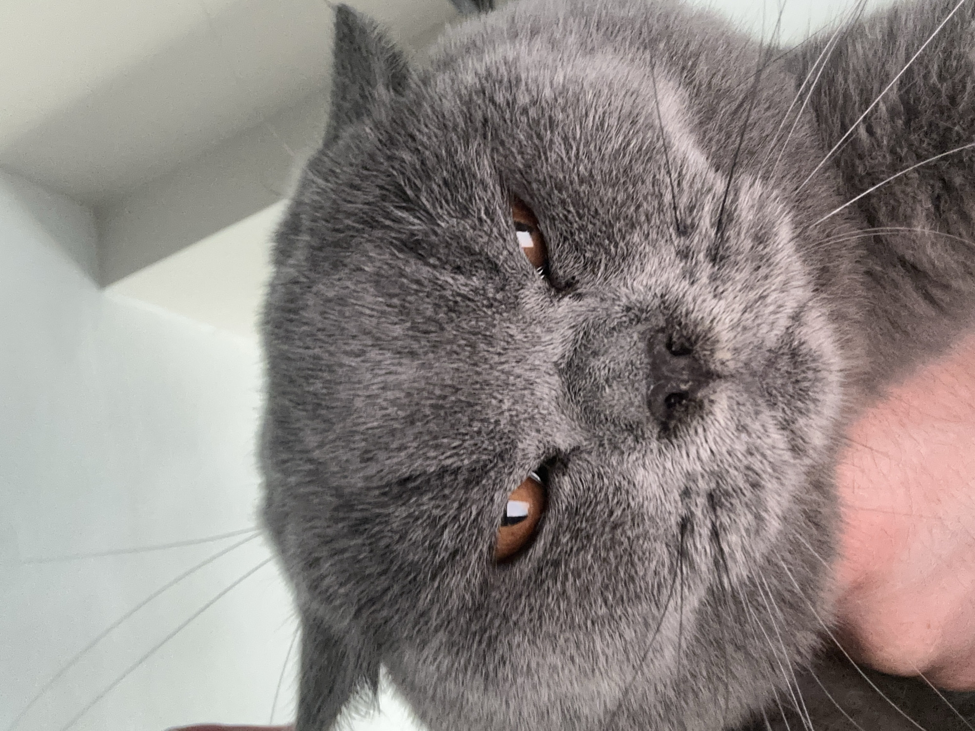 British Shorthair cat photographed multiple times with office interiors