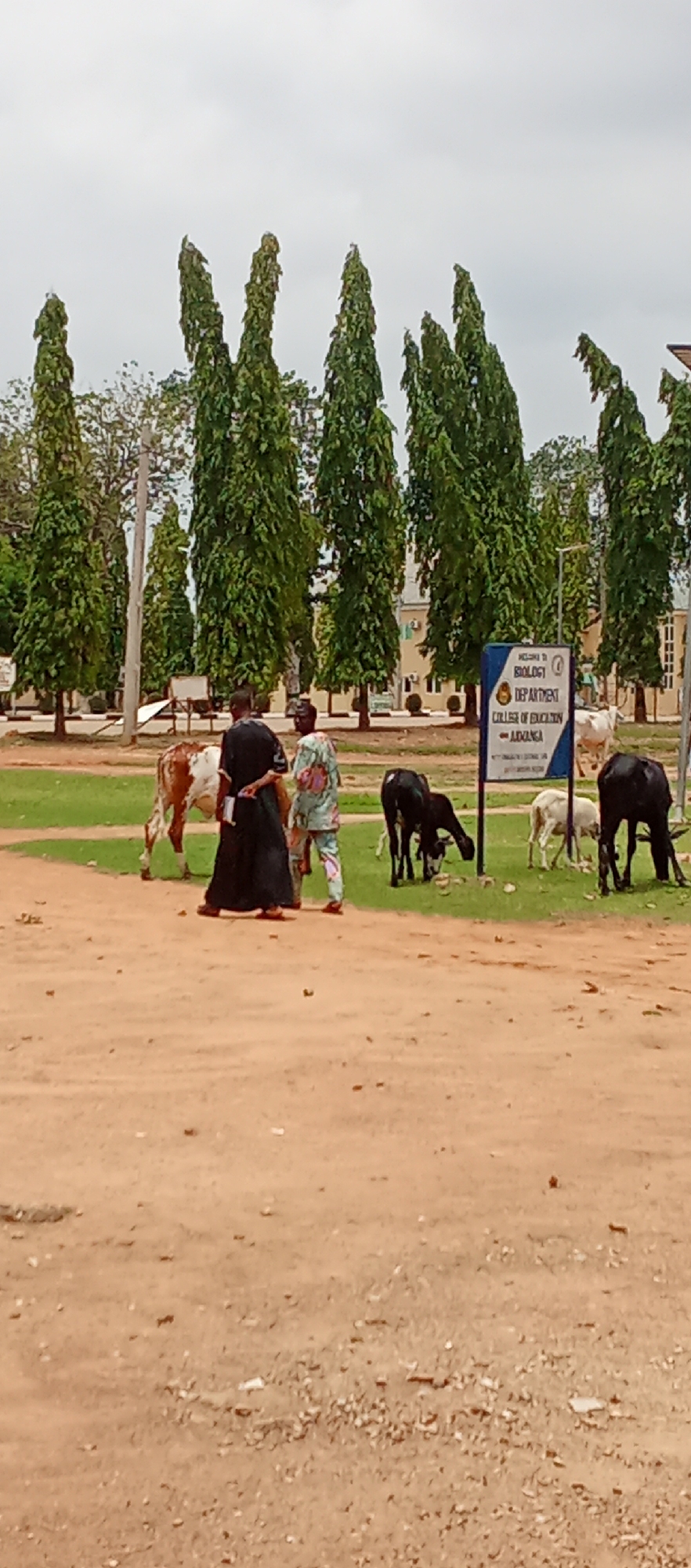 Two people walk past grazing livestock at Nigerian college