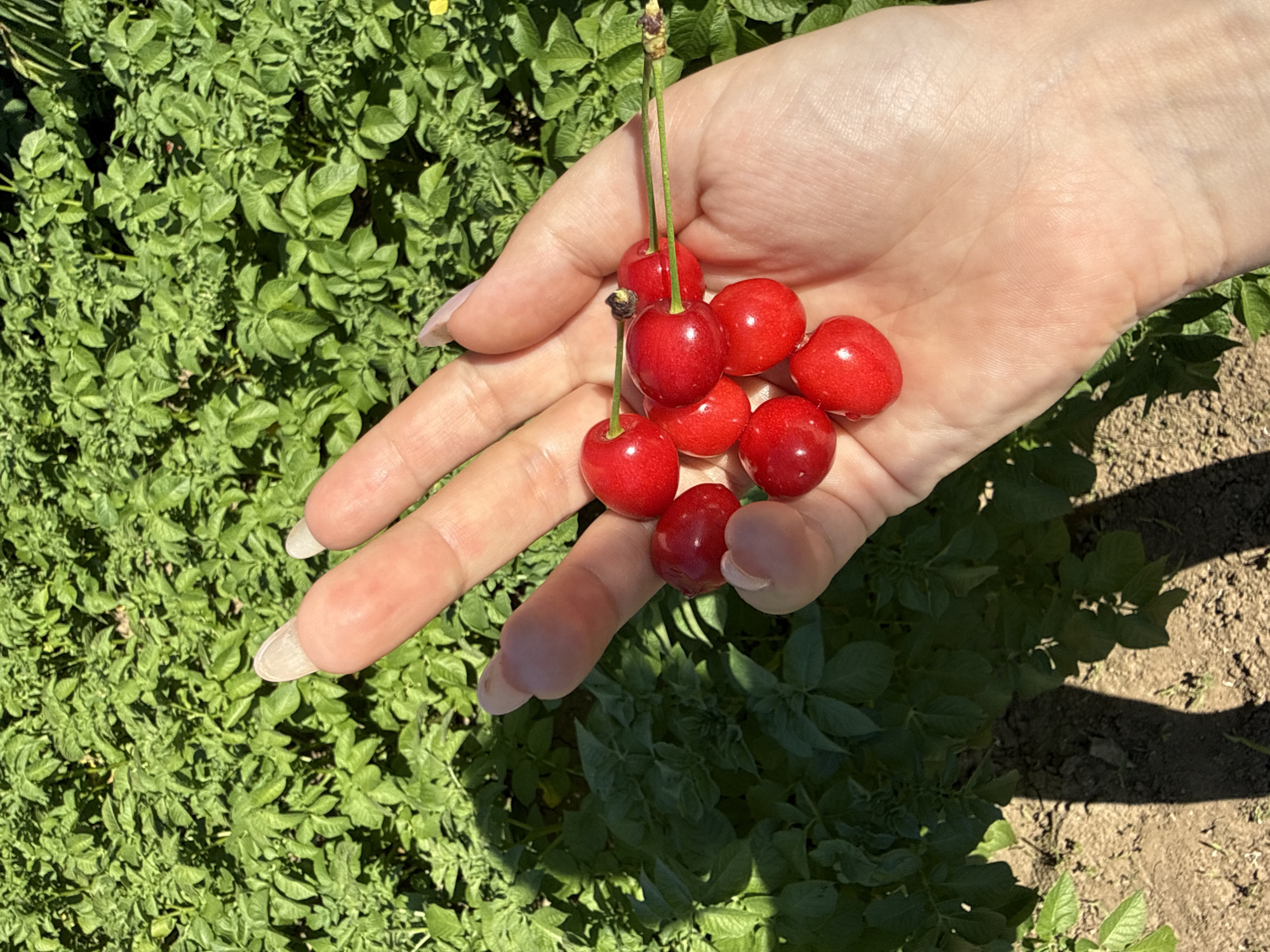 Quiet afternoon documented in Bulgarian village with cherries, dogs, roses