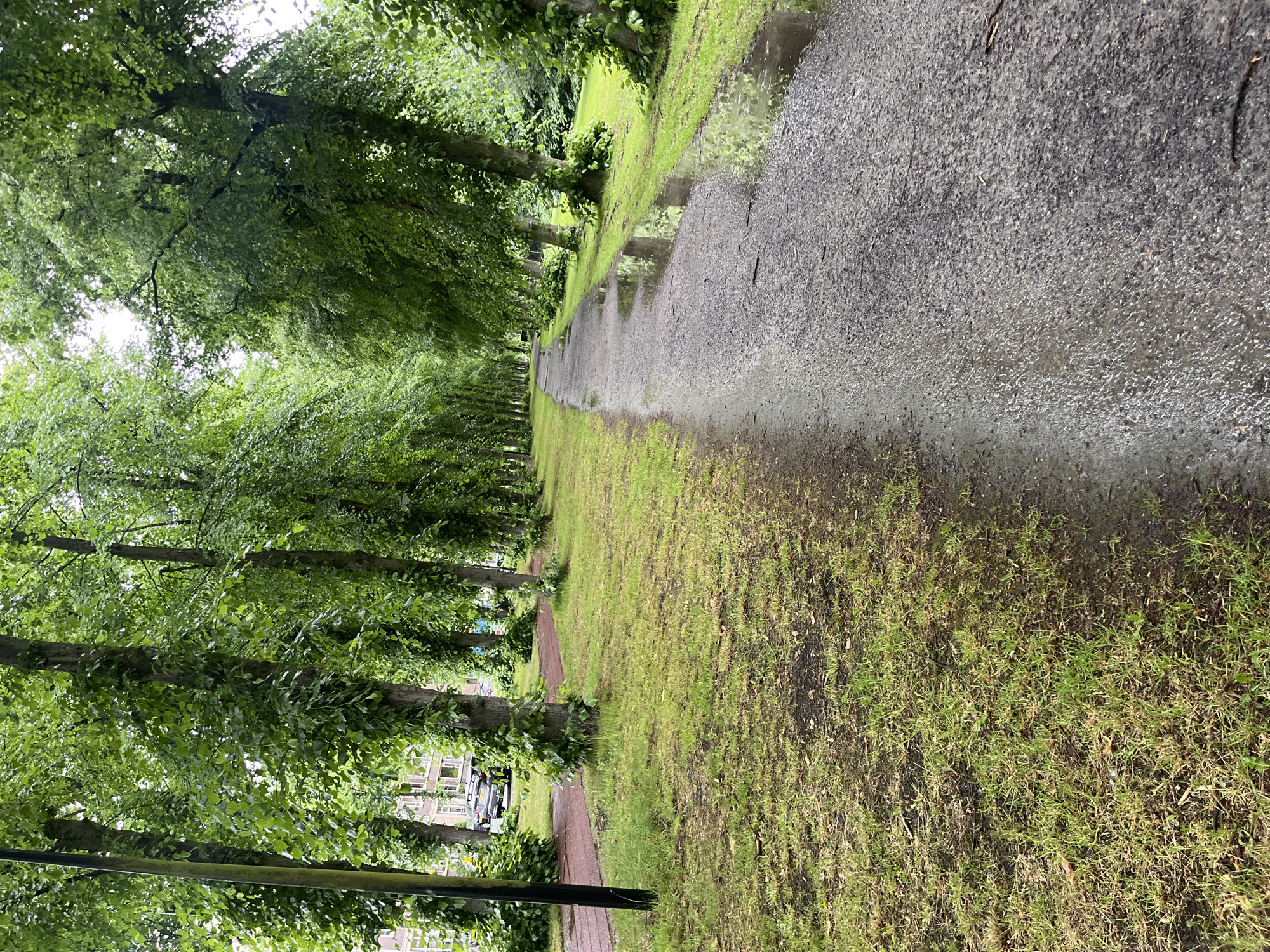Urban Rain Aftermath Documented Across Tree-Lined City Walkways