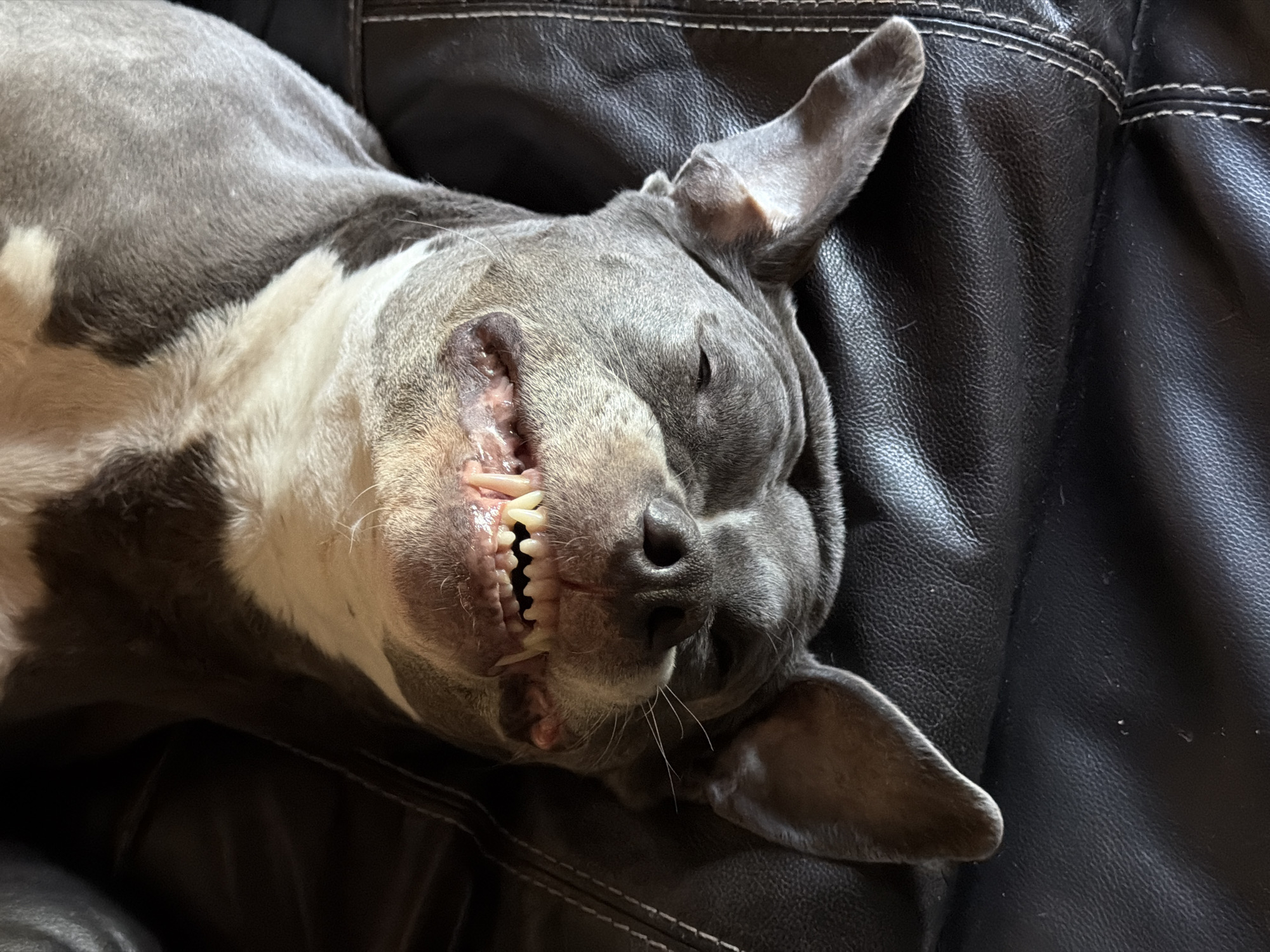 Dog sleeps peacefully on couch in Luxembourg