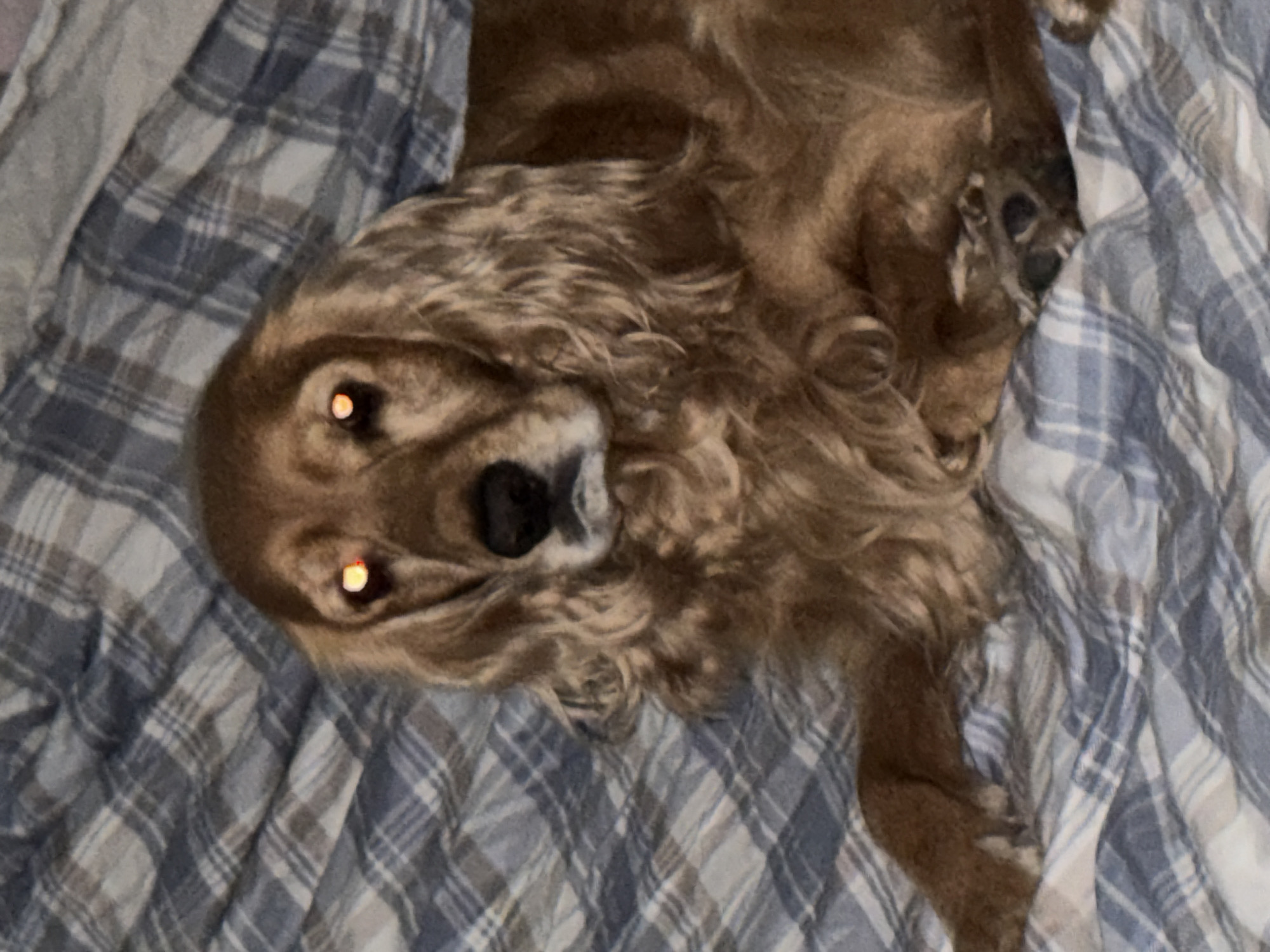 Golden retriever rests on plaid blanket in indoor setting