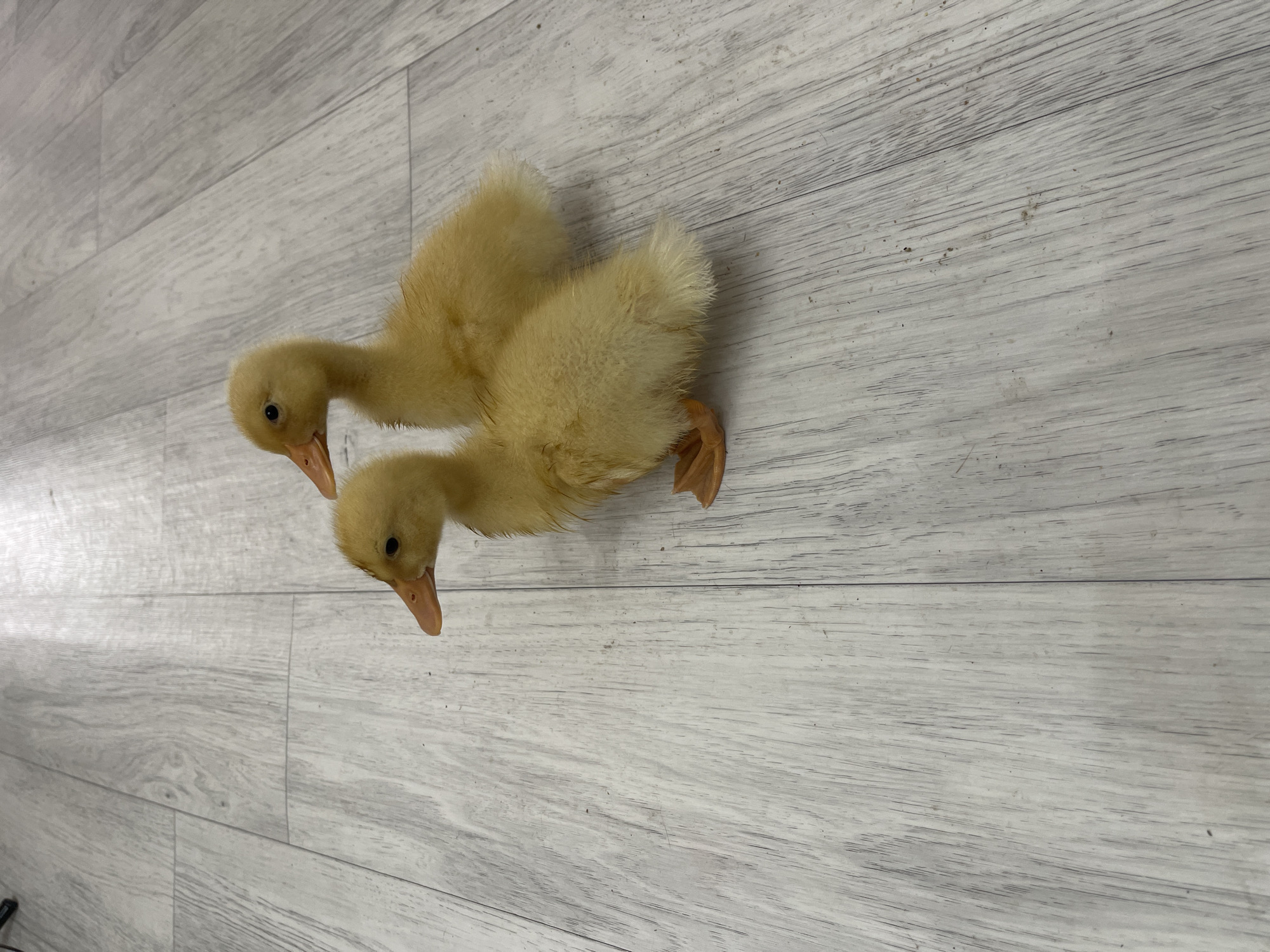 A quiet domestic morning in Bishkek with pets and everyday objects