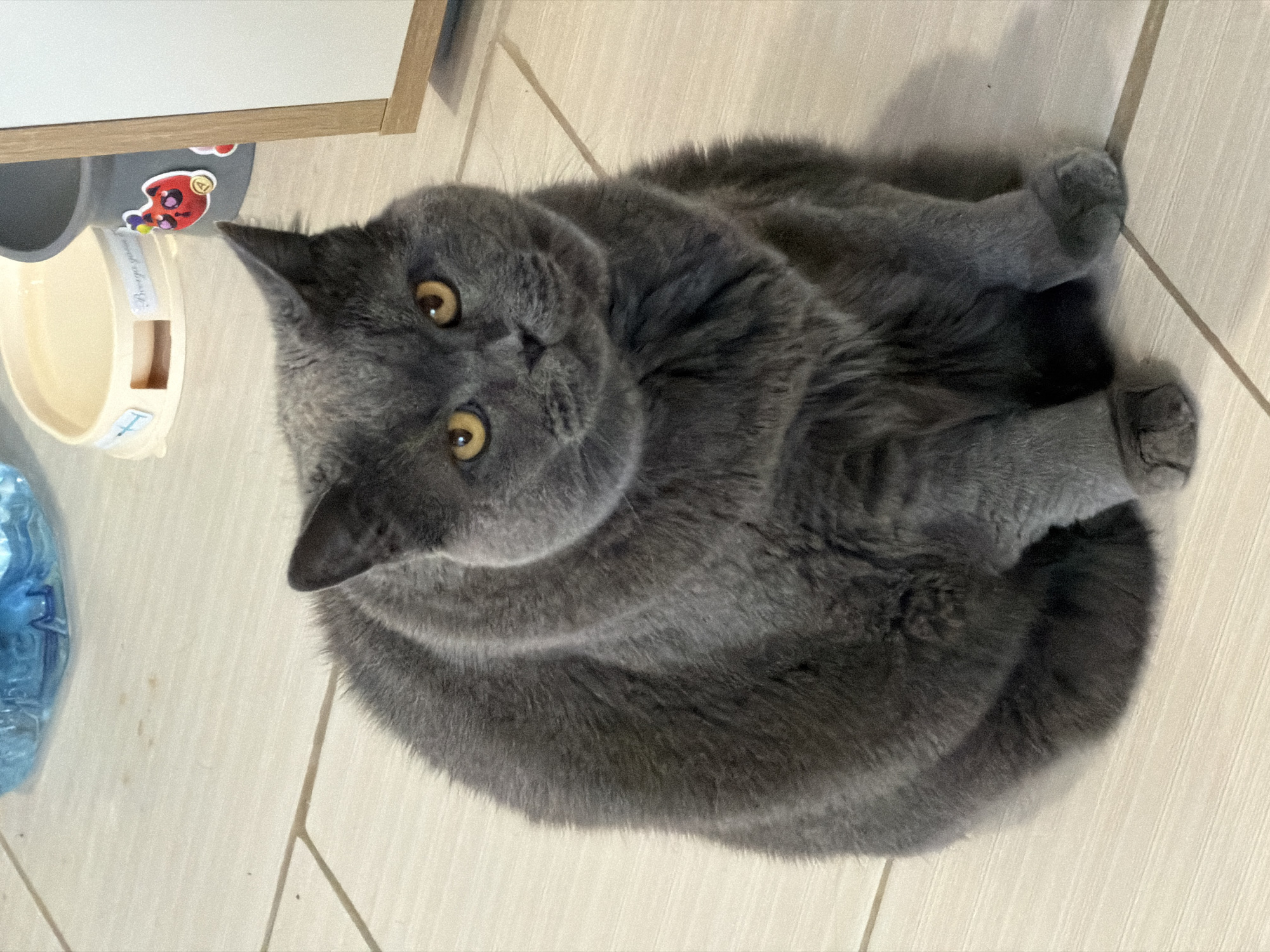 Grey cat photographed in multiple domestic scenes across Moscow apartment