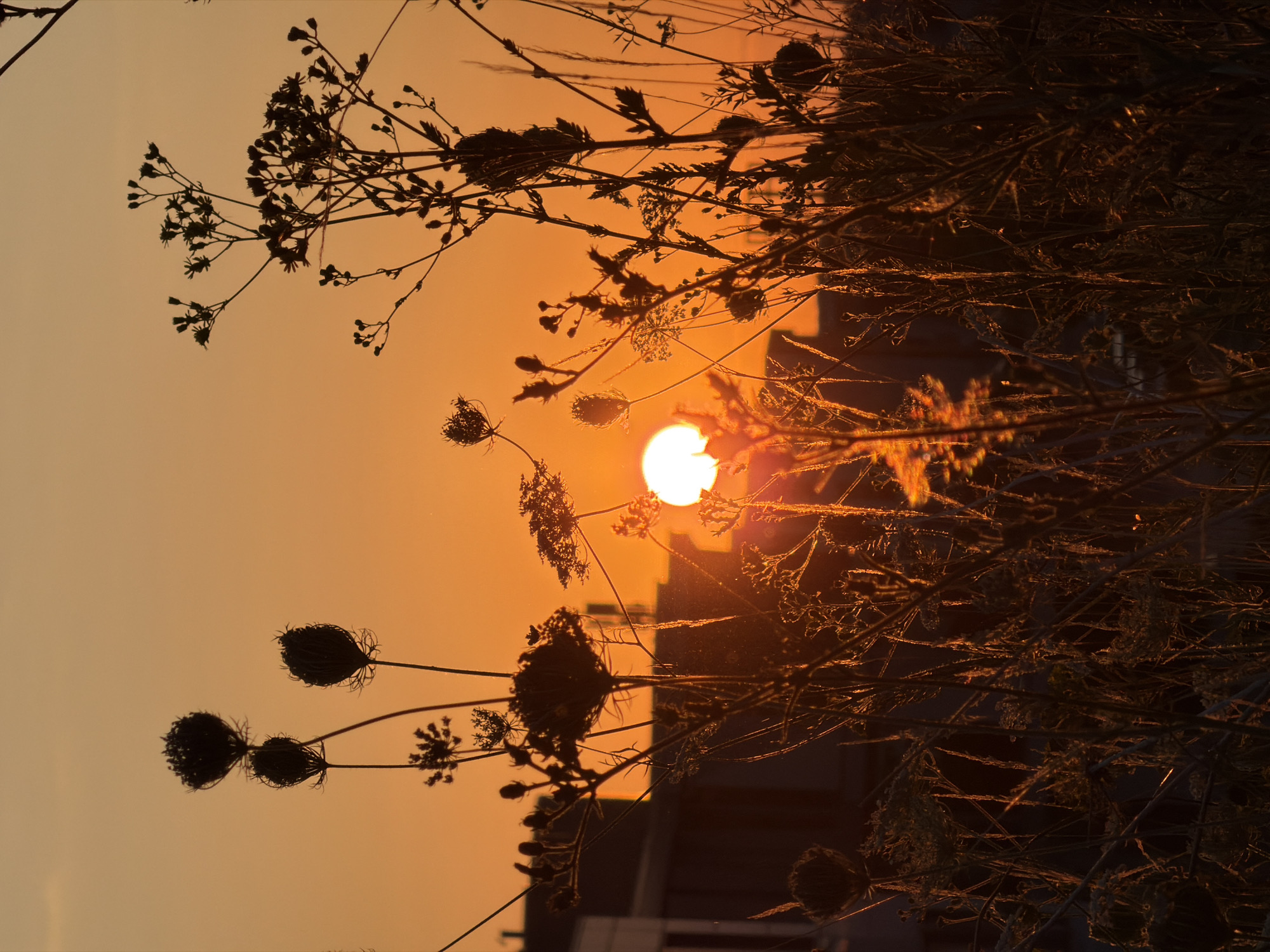 Wild grasses and dried flowers silhouetted at sunset, Leudelange