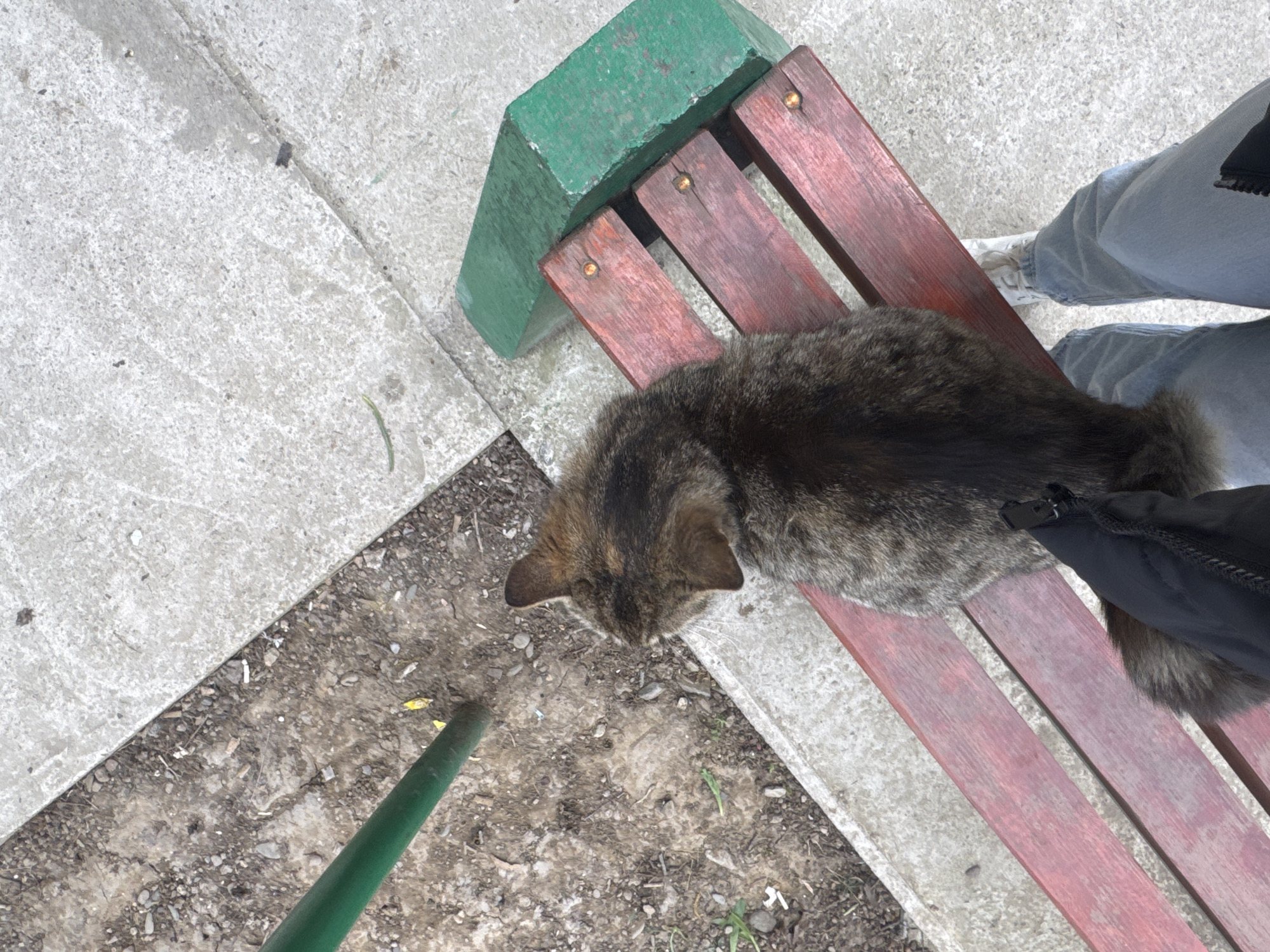 Cat naps on park bench in Montana, Bulgaria