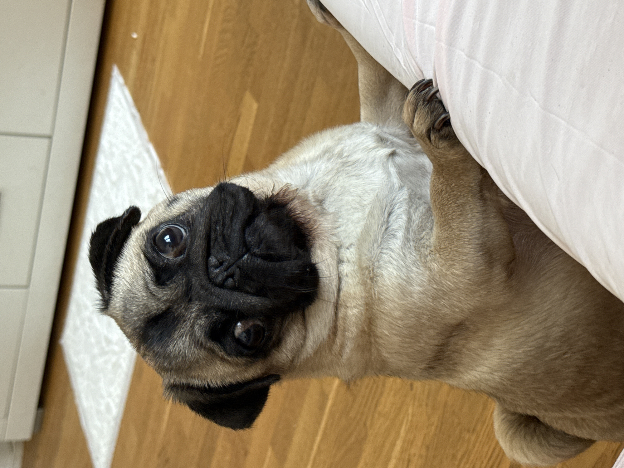 Blonde and her pug, a casual morning in photos
