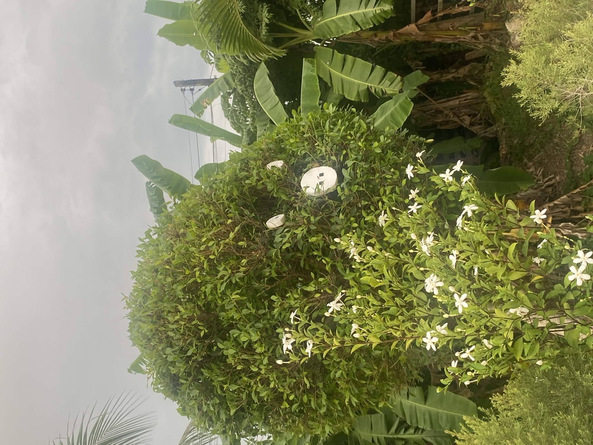 Tourist documents tropical gardens and dining area in Thailand