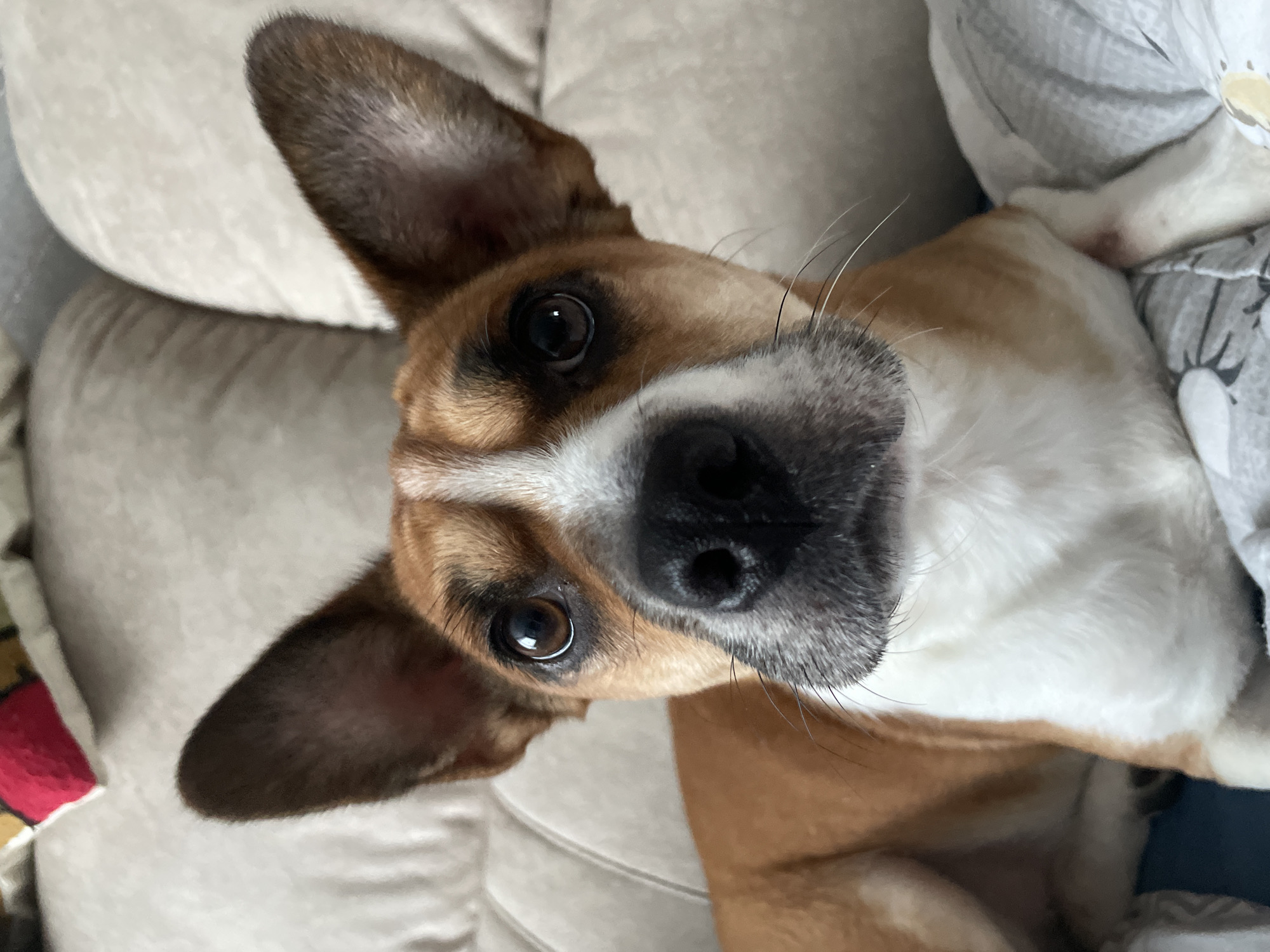 Dog rests on couch in Vladivostok apartment