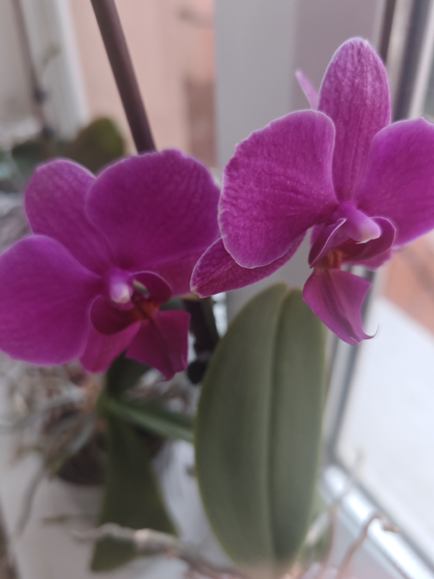 Elegant cafe interior and orchid flowers documented