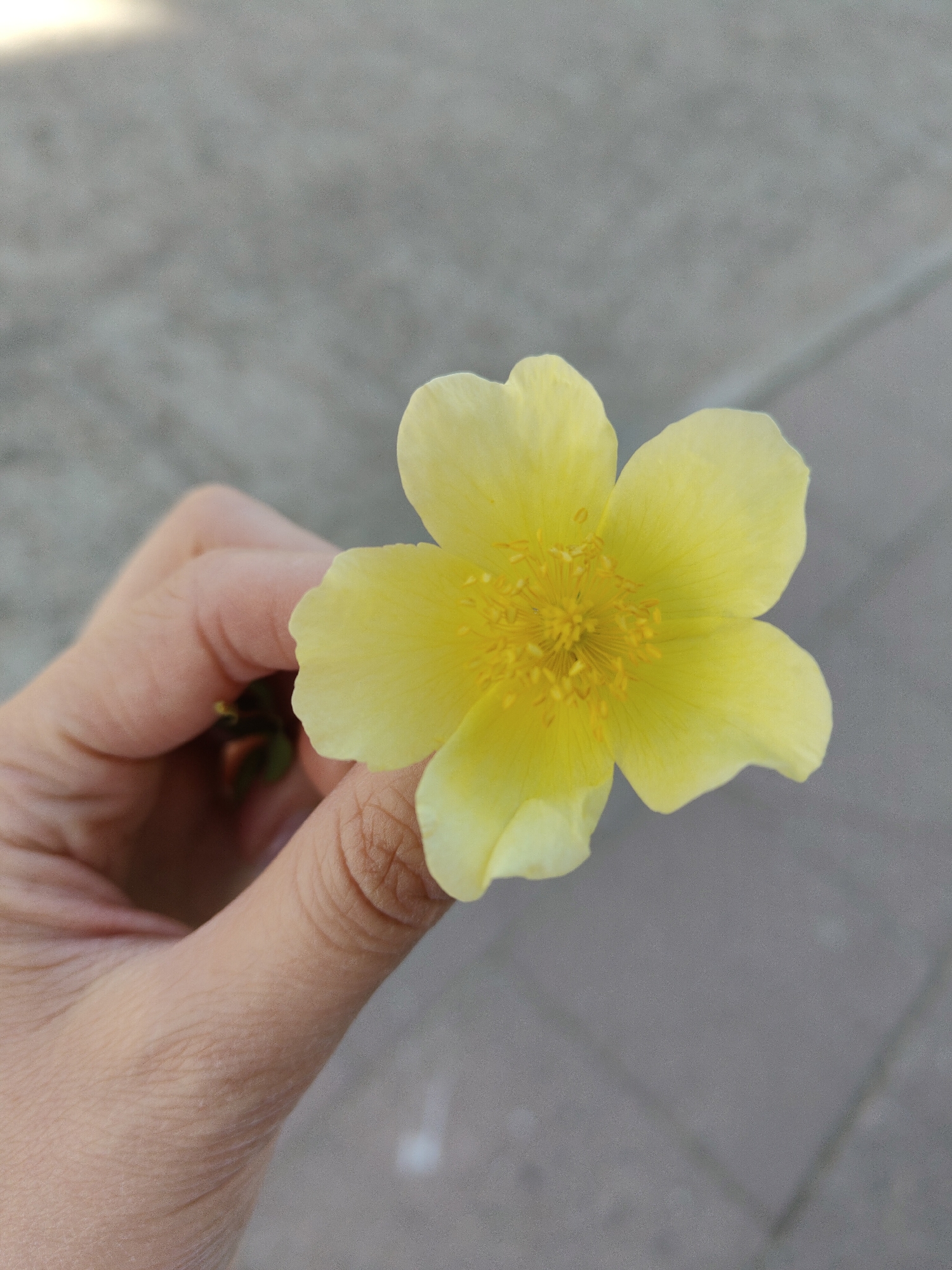 Yellow flowers documented in outdoor setting by witness