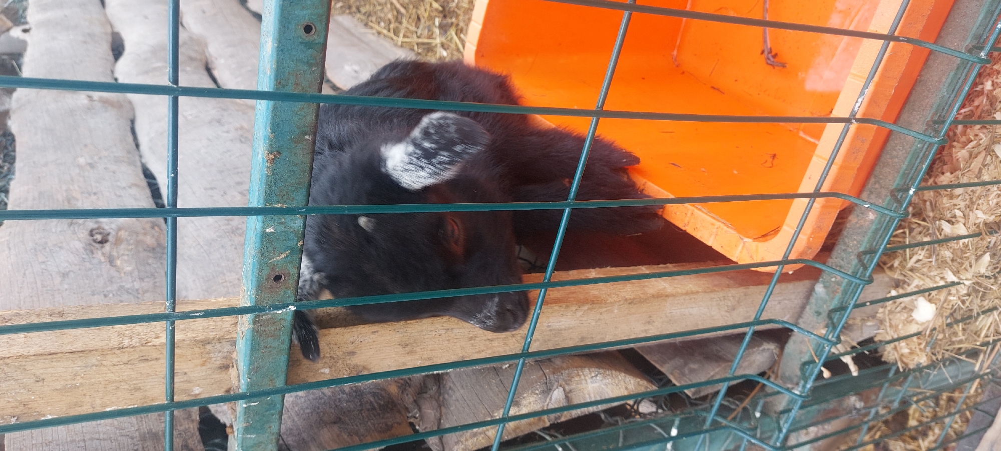 Morning visit to Novosibirsk petting zoo and park documented