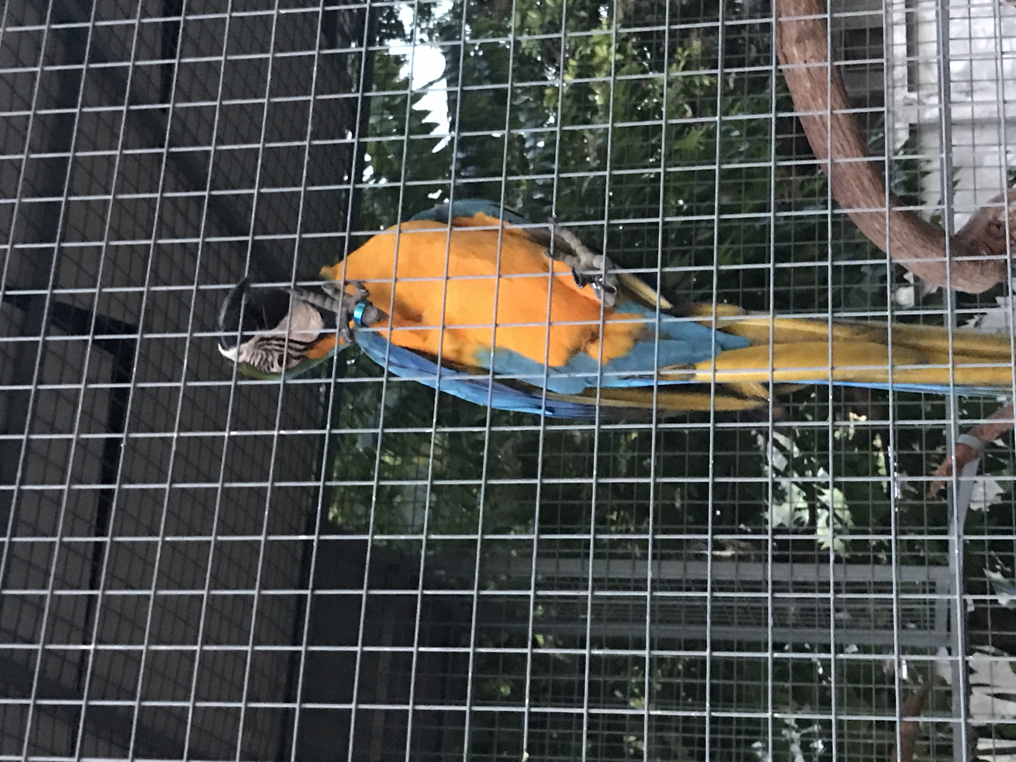Blue-and-yellow Macaws spotted in cages in rural Thailand