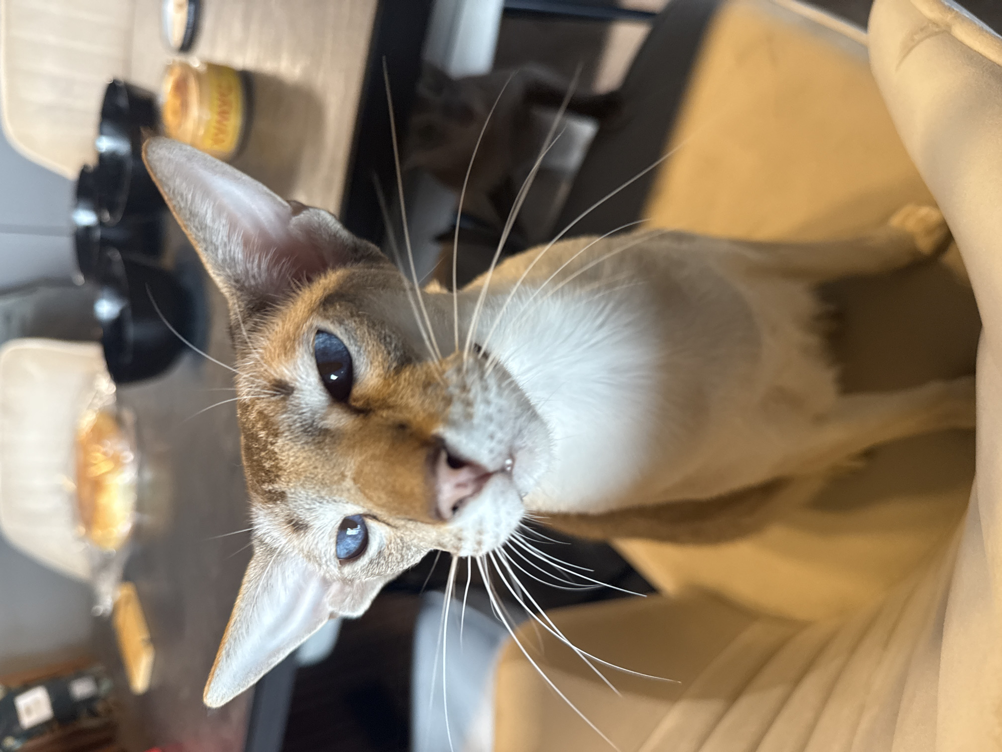 Oriental Shorthair cats at home in Saint Petersburg