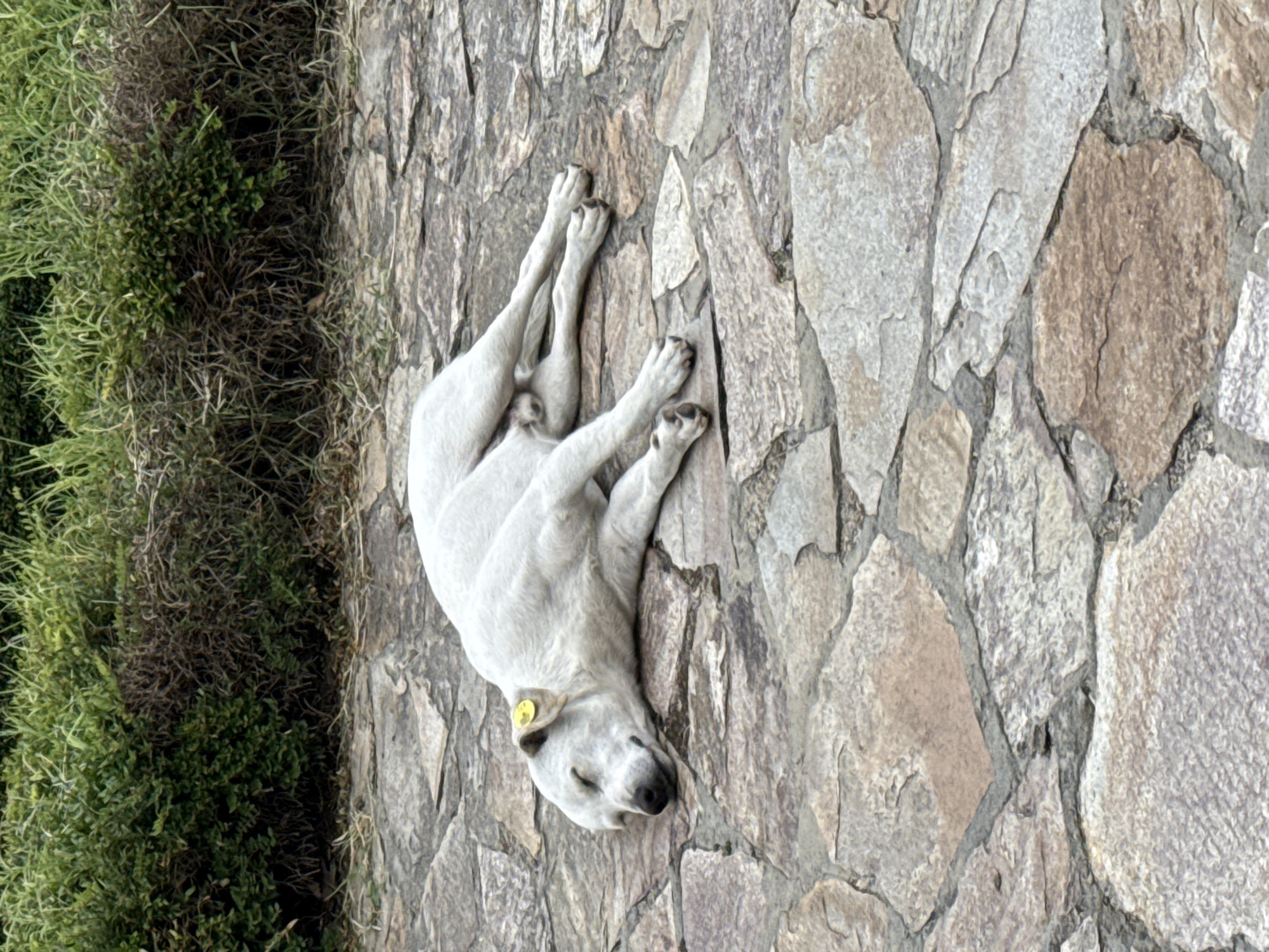 Lazy morning in Aksakovo: sleeping dog, streetwear, and crypto charts