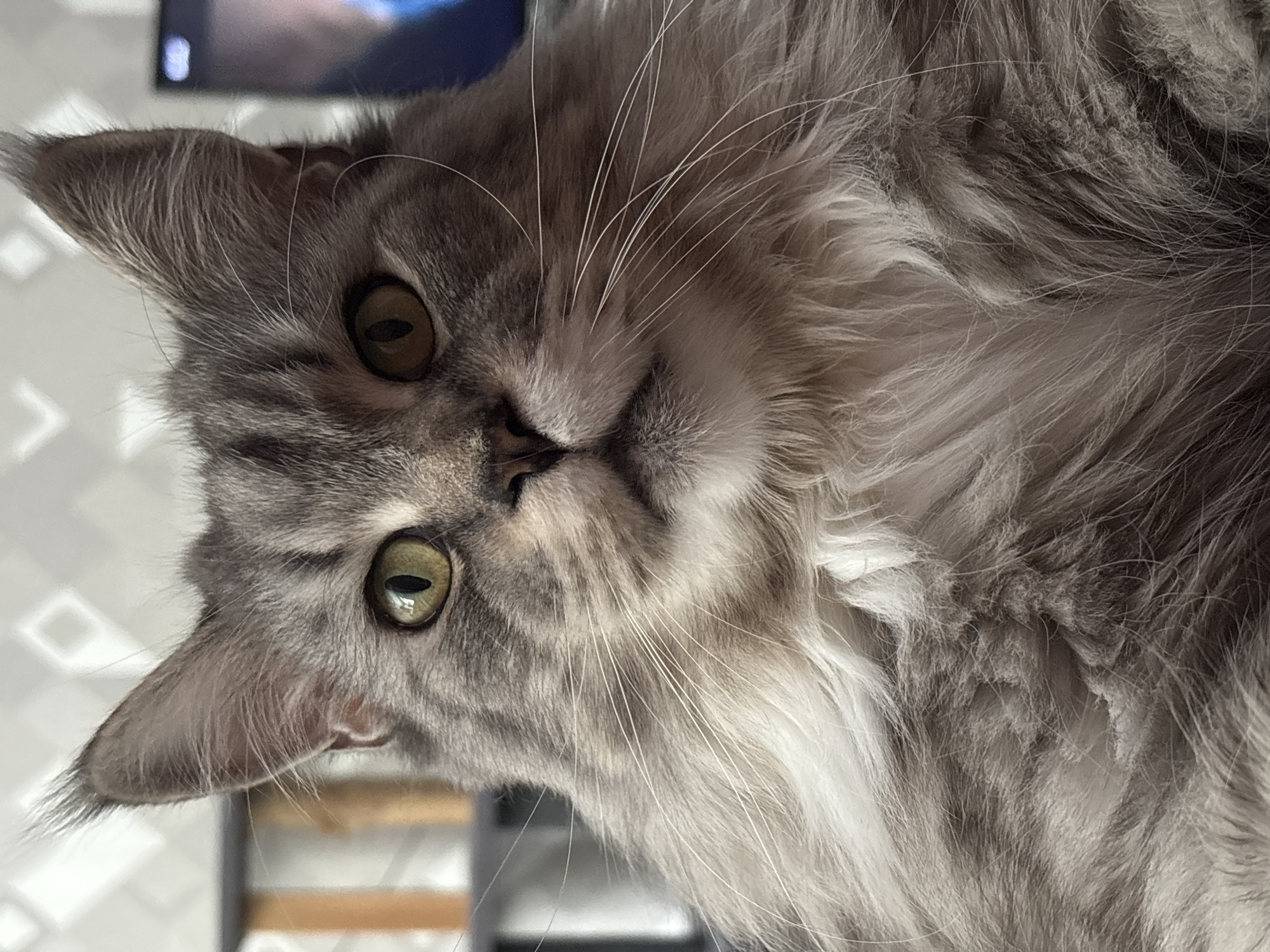 Maine Coon cat lounging at home in Kazan