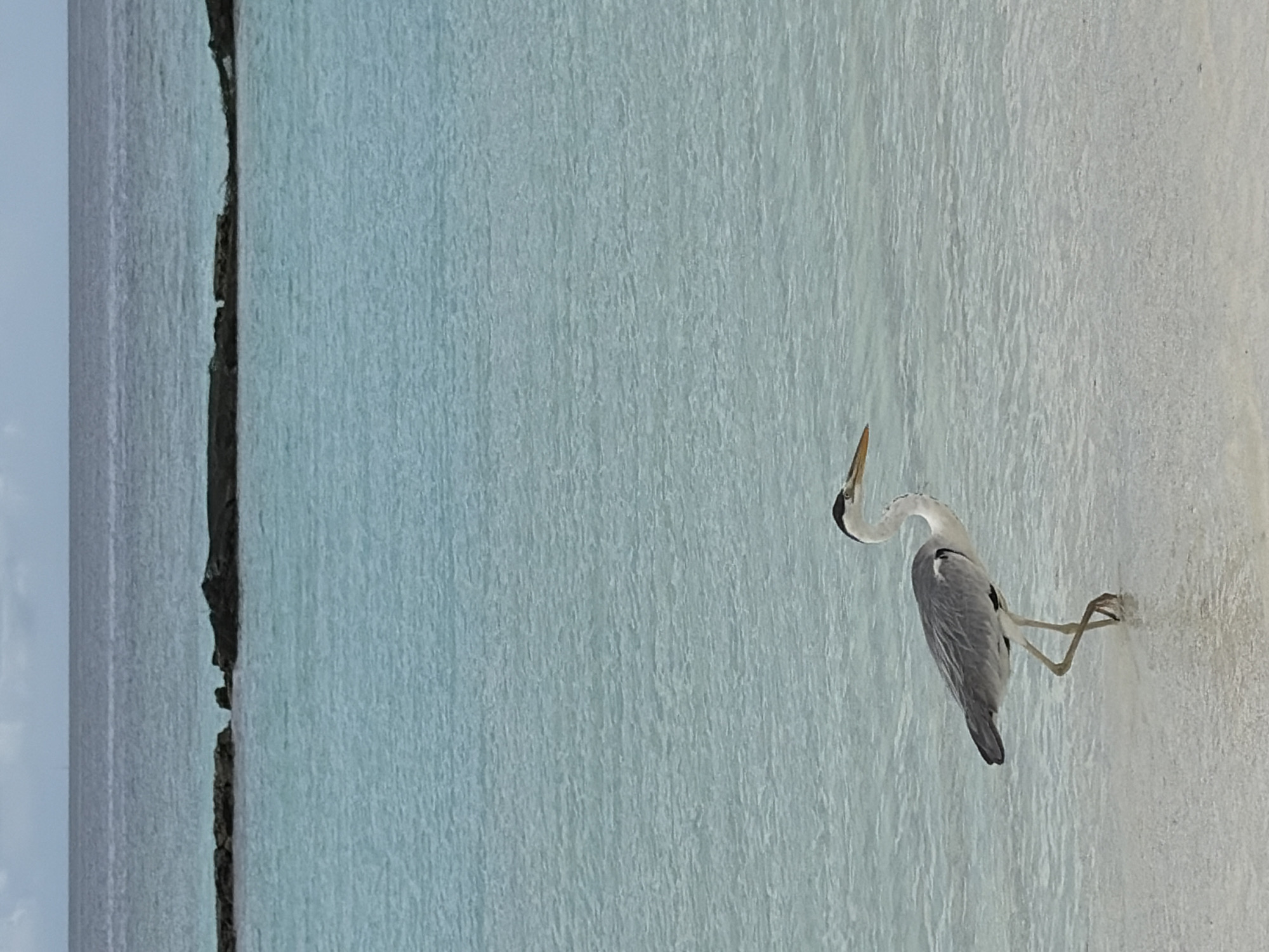 Grey heron hunts the shallow shore at Halaveli, Maldives