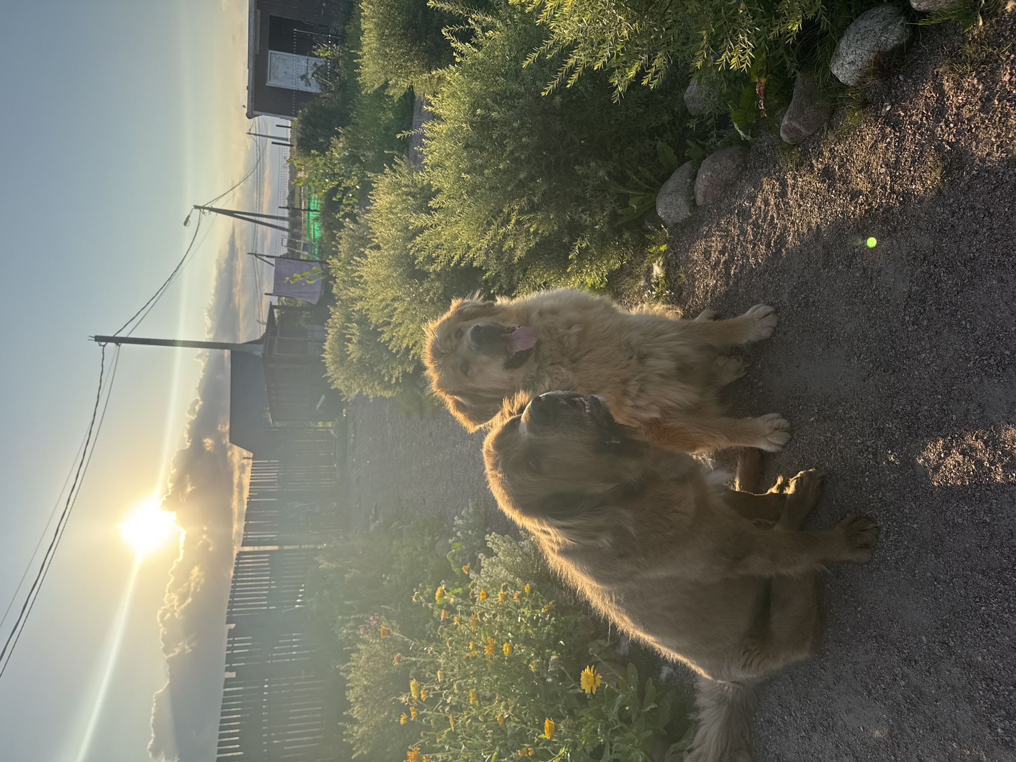 Golden hour with big fluffy dogs in a Kempelevo yard