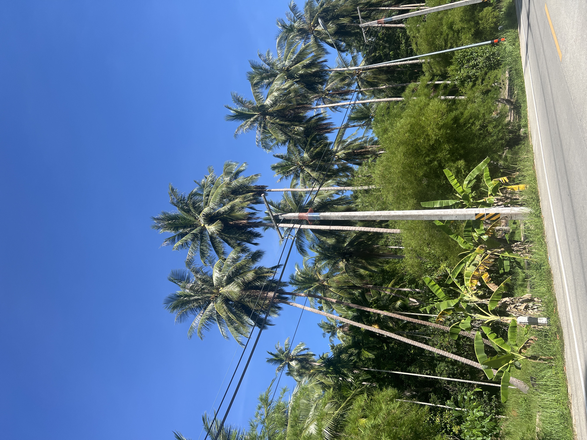 Tropical road and hibiscus bloom on Koh Phangan