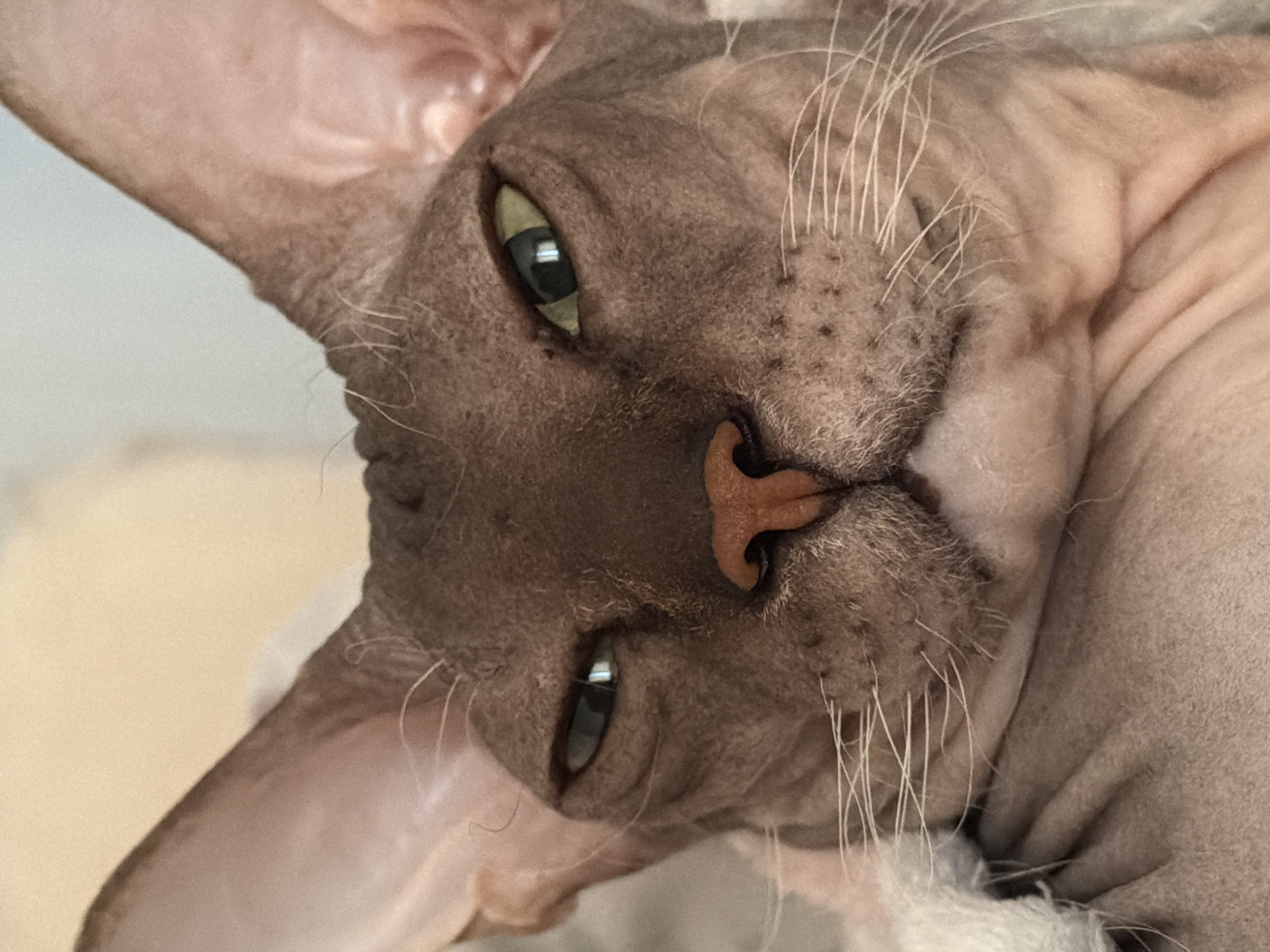 Sphynx Cat Captured Resting and Grooming in Bed