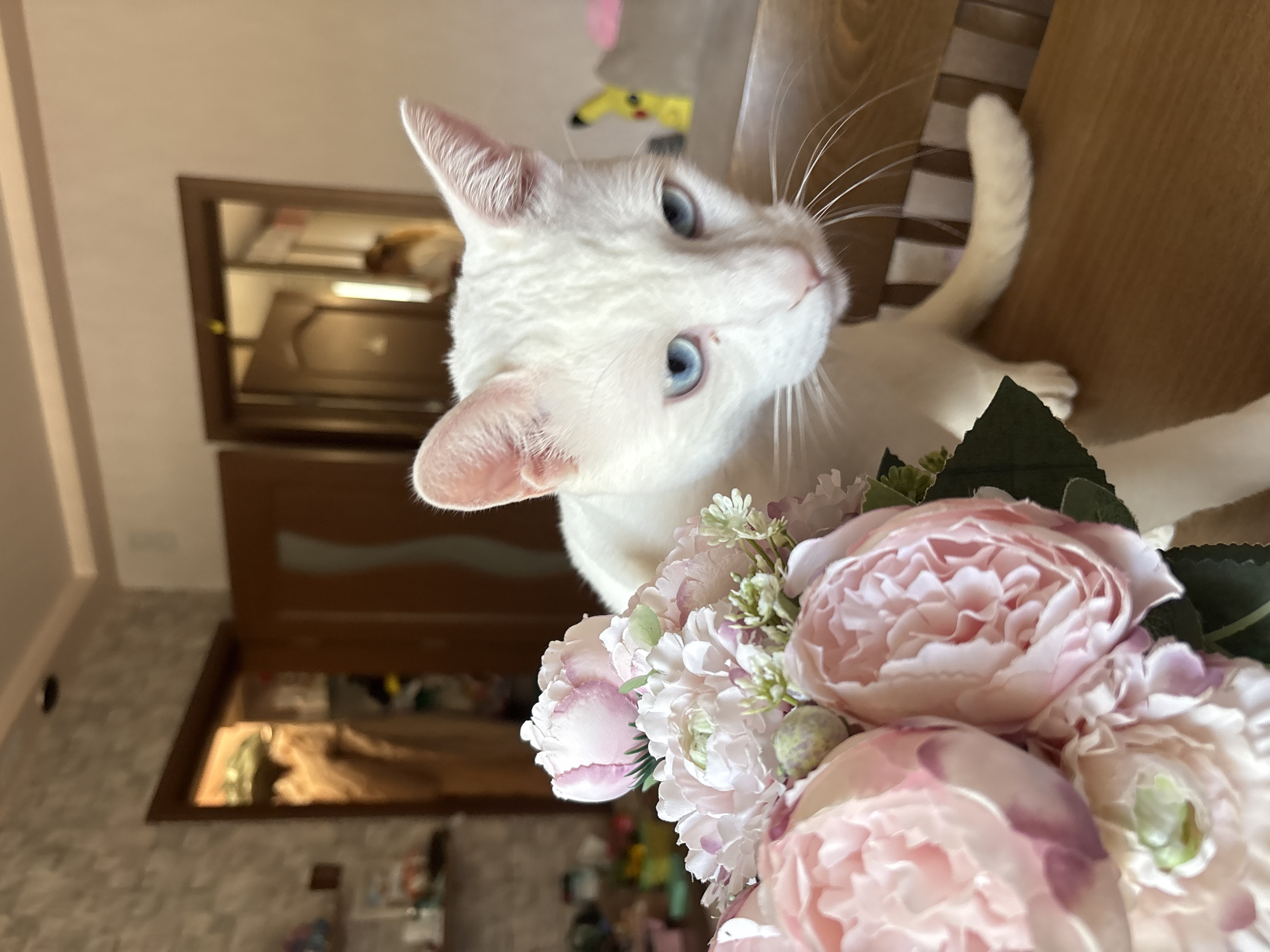 White cat poses behind flower bouquet in Ruse, Bulgaria