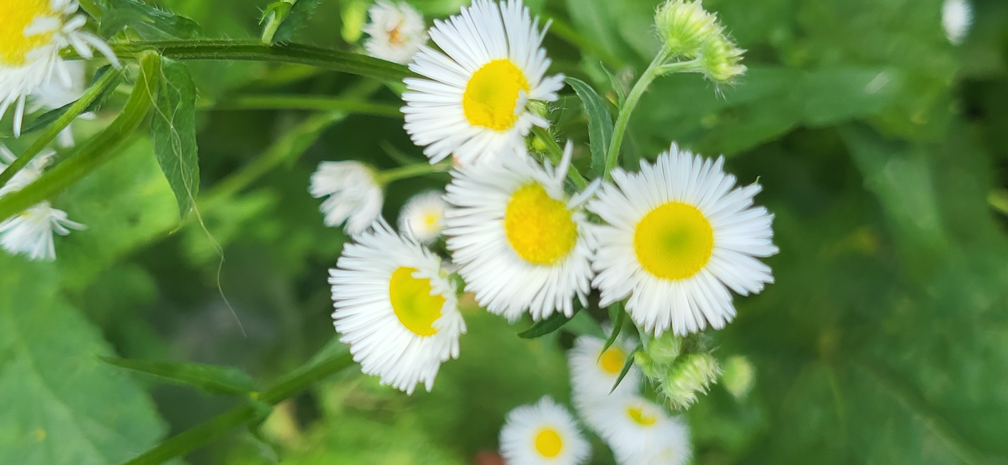 Garden flowers in close-up, Tetianivka, Ukraine
