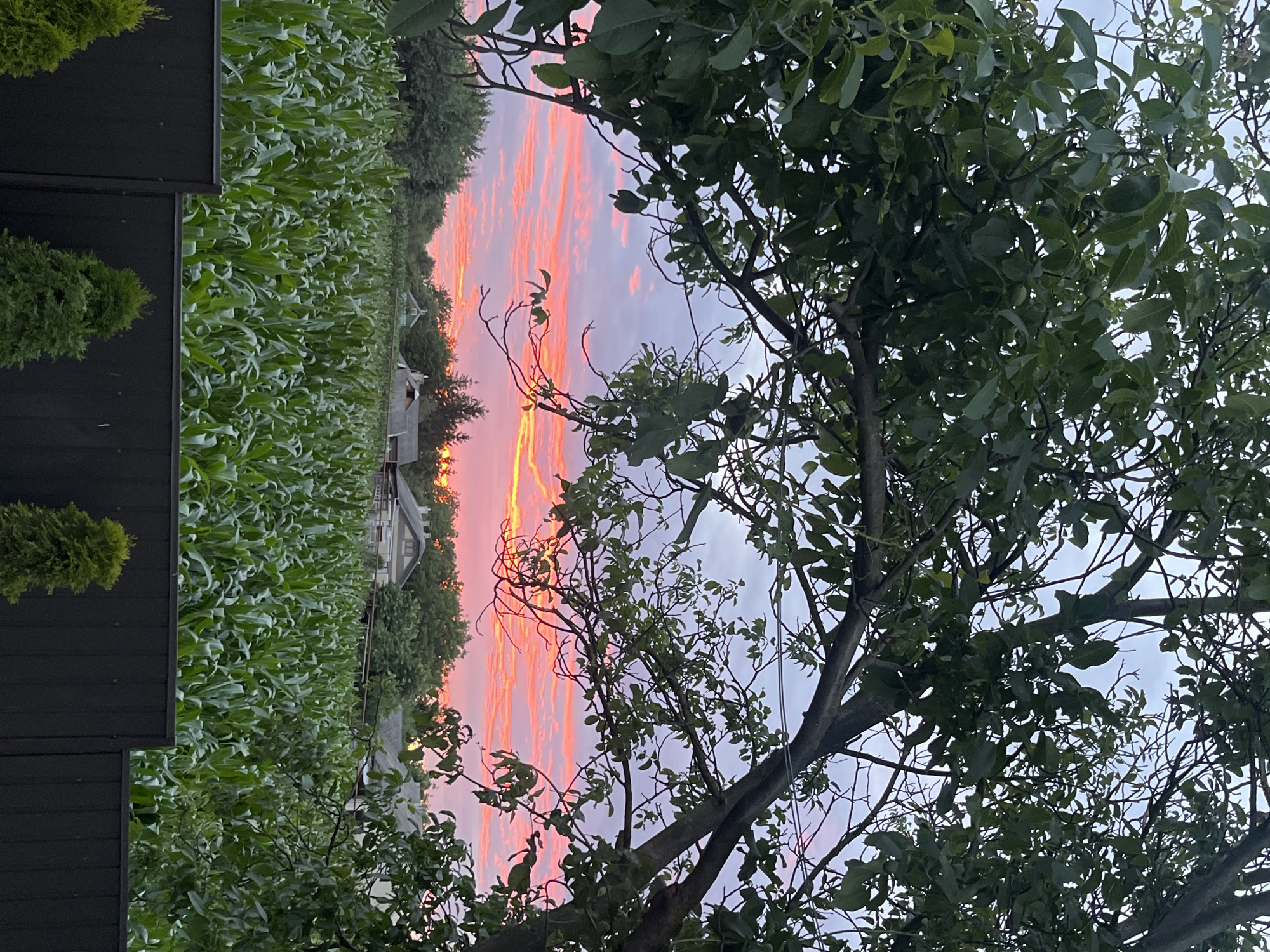 Dusk at a rural Ukrainian home: cats, corn, and a sunset