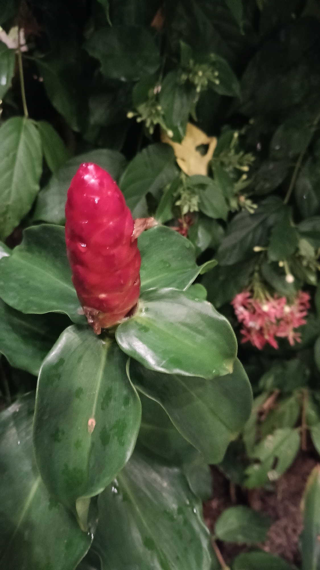 Tropical plant details from a Ko Samui garden